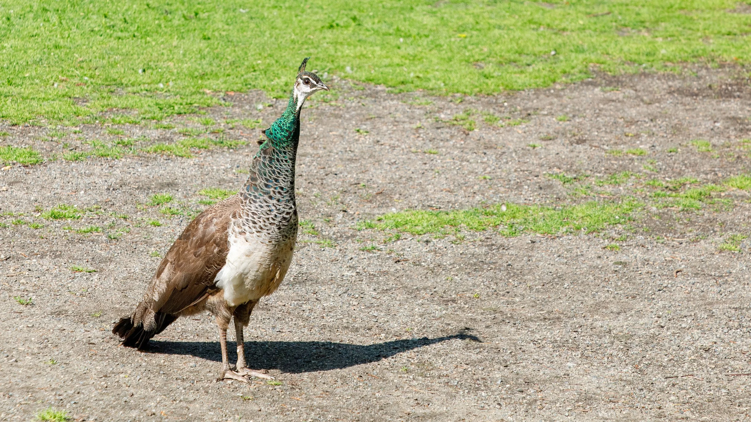  One of the many peacocks roaming Beacon Hill Park 