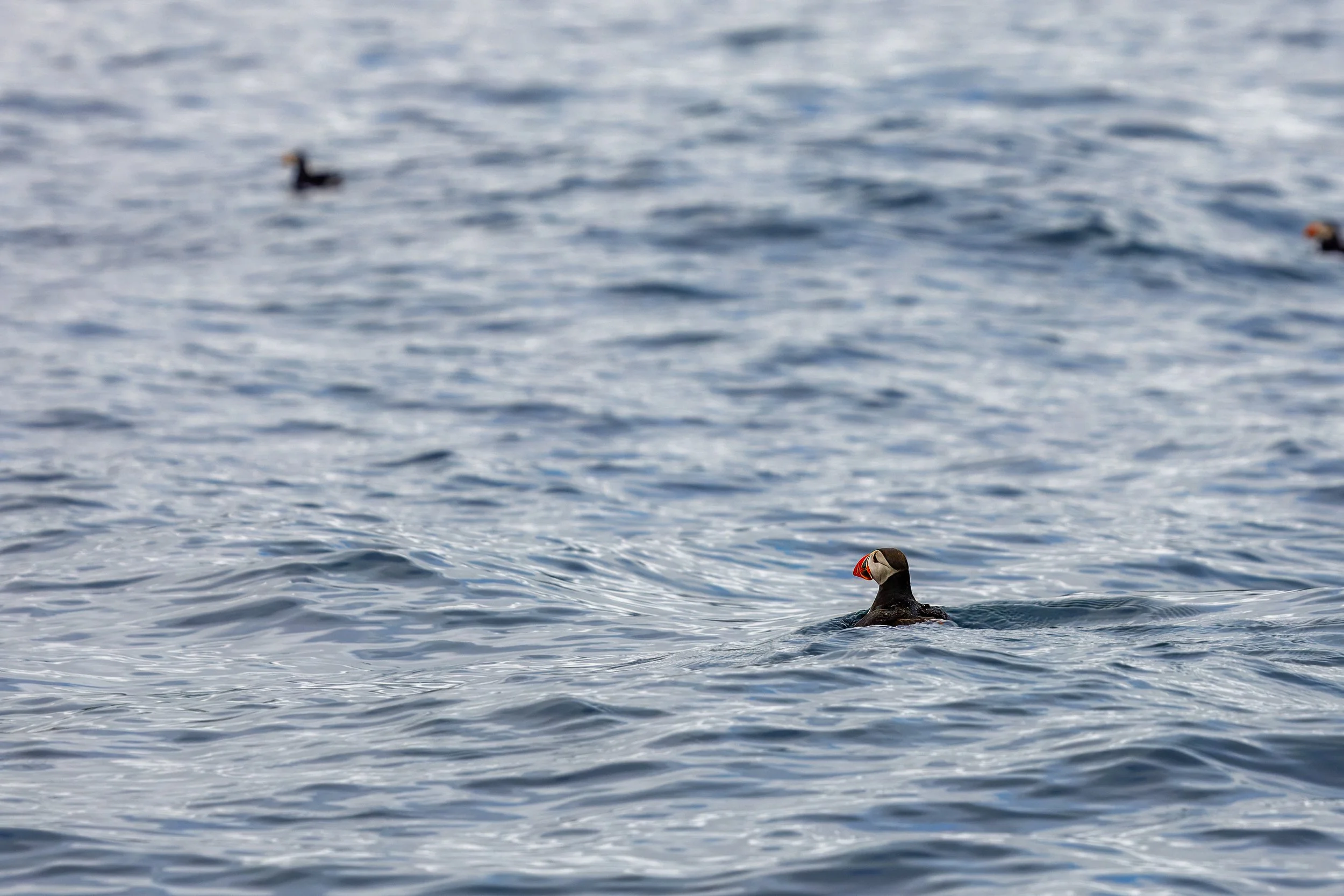  Although we were surrounded by puffins, they were tough to capture on camera.  These two floated near our boat 