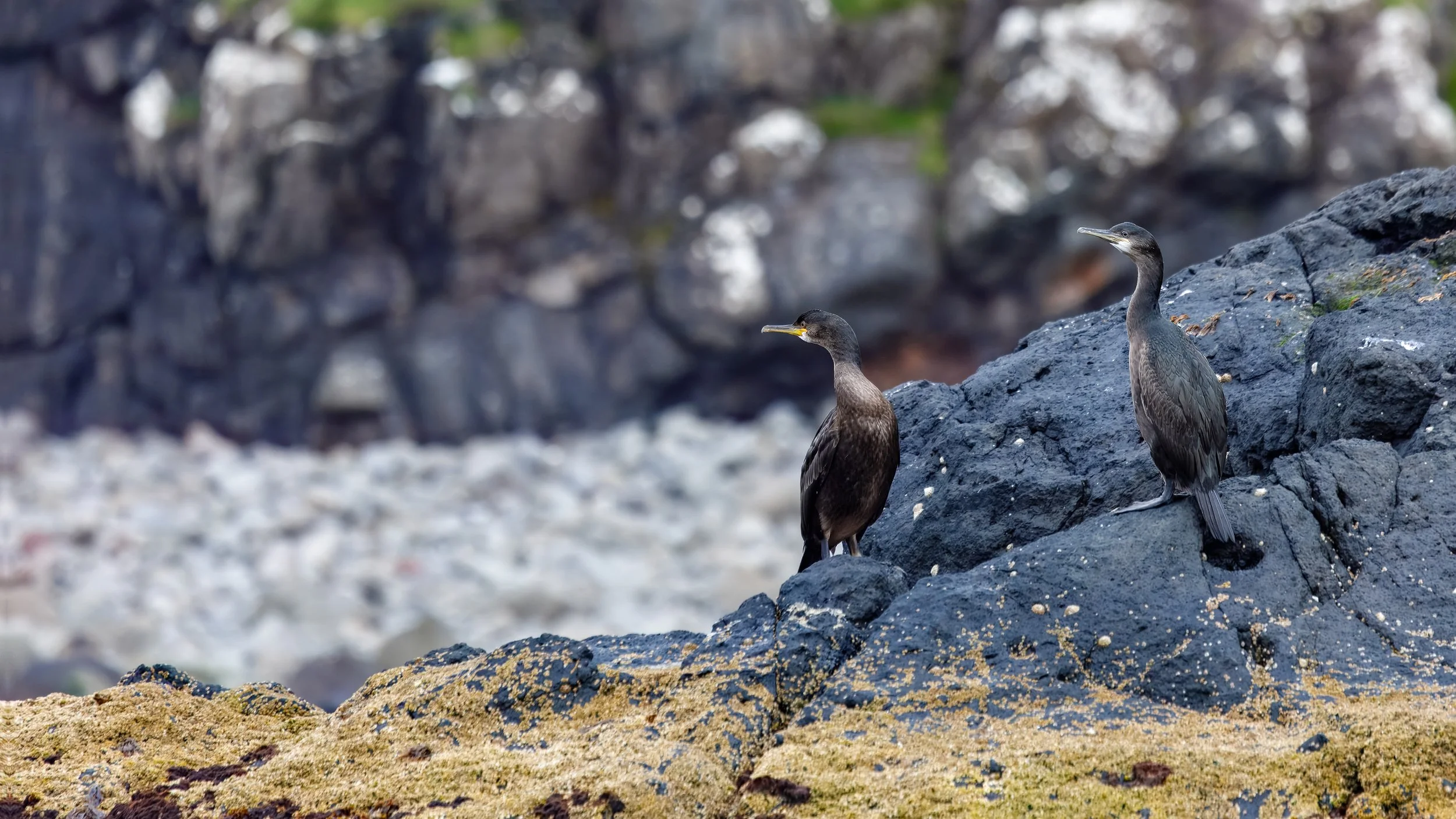  Two double-crested cormorants 