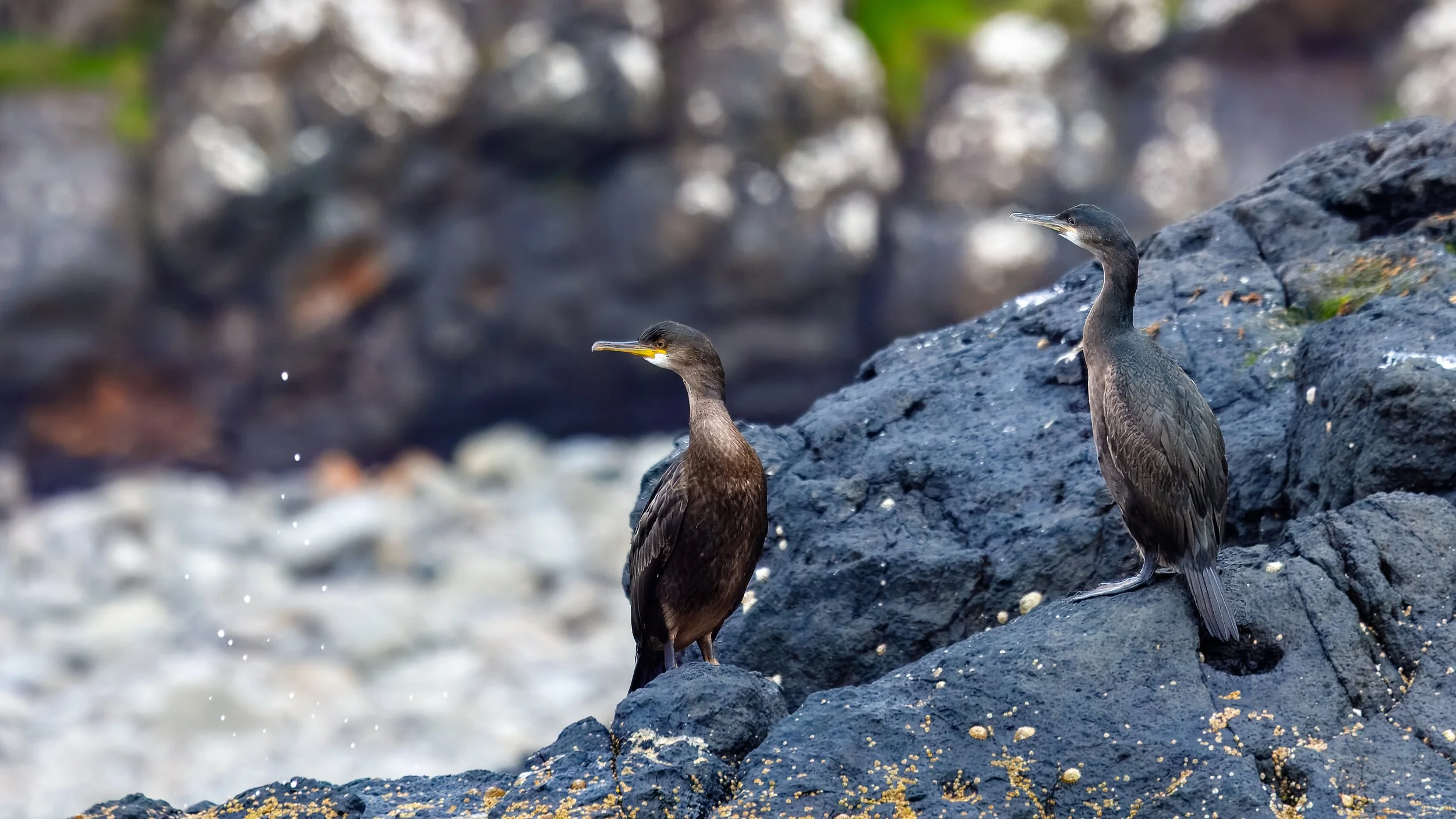  Zooming into the cormorants 