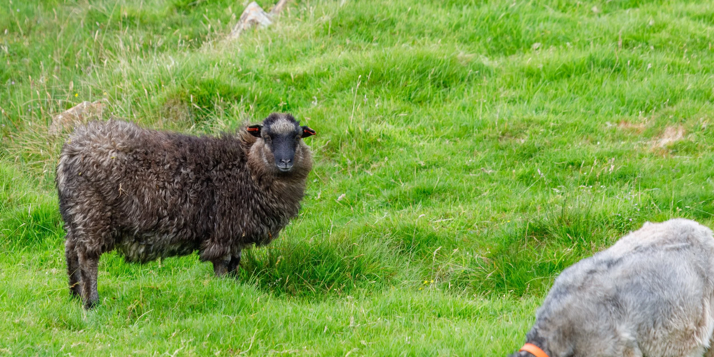  The black sheep of the family 