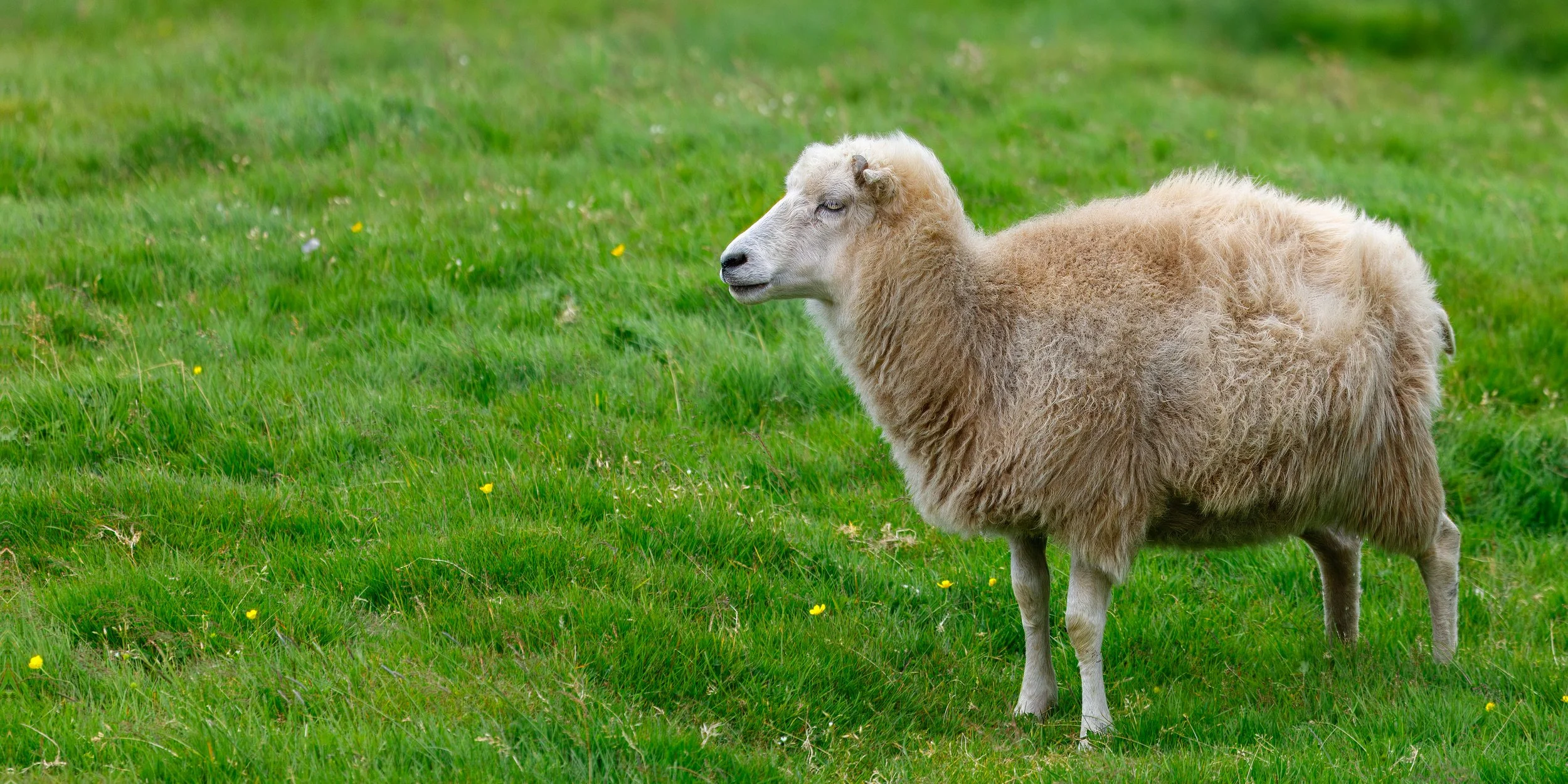  Making our way down a less-traveled dirt road we encounter more sheep 