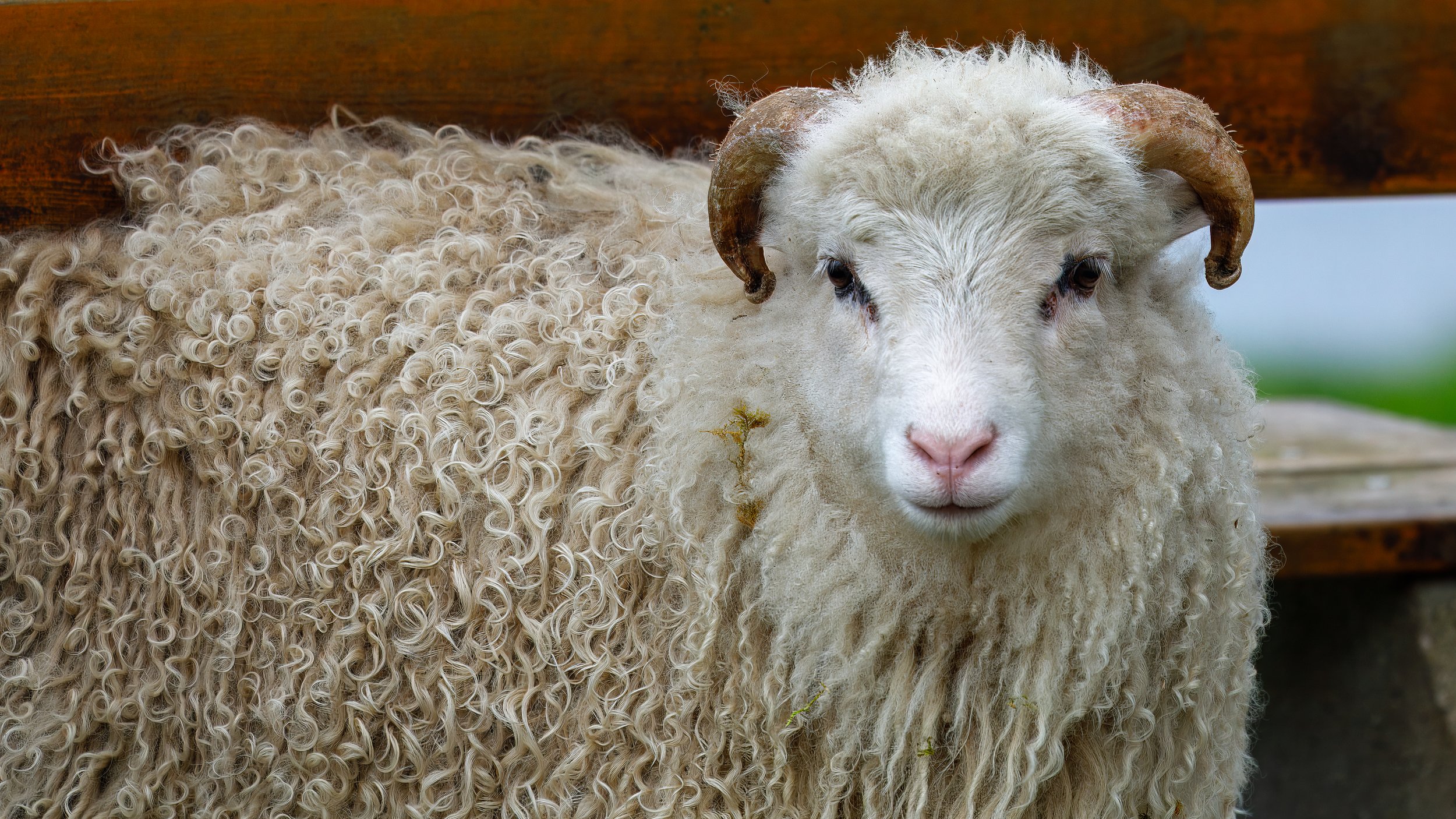  The sheep are definitely not afraid of humans, perhaps knowing they outnumber us 