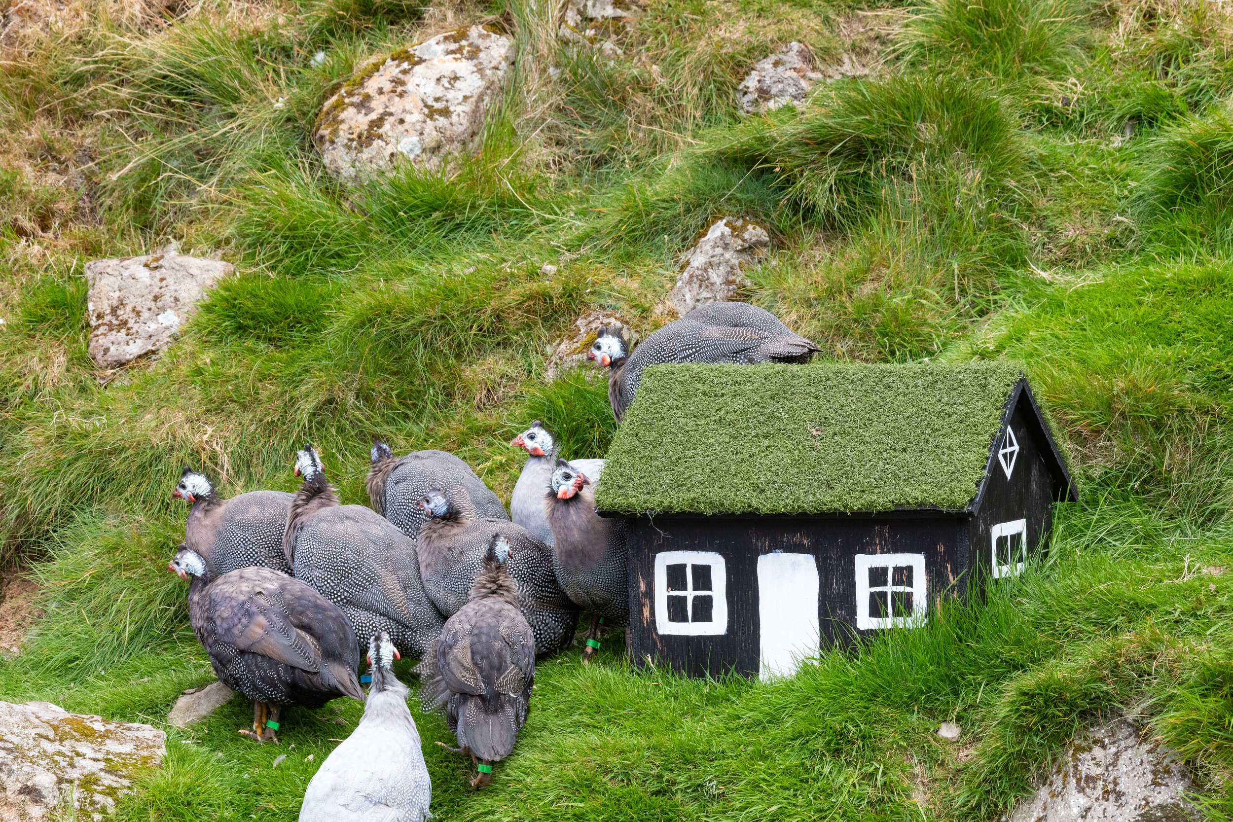  Flock of helmeted guineafowl, next to a miniature turf house model ,in a strange miniature roadside attraction, just out of Vidareidi  