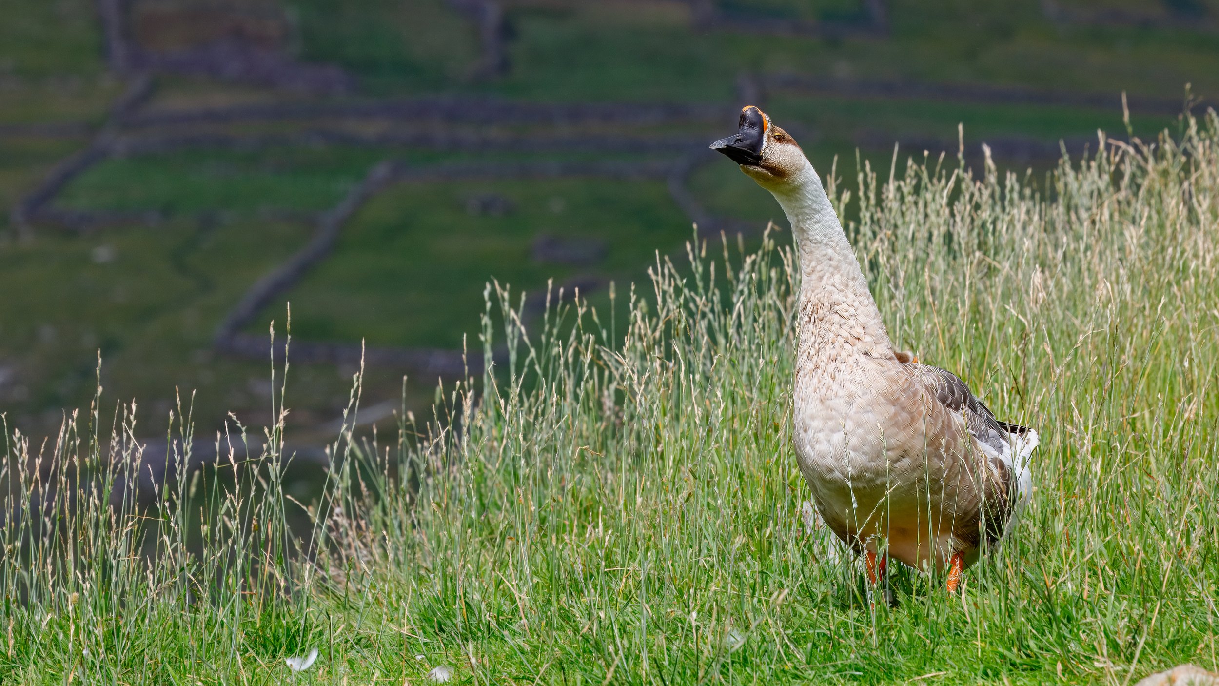  Brown Chinese Goose  