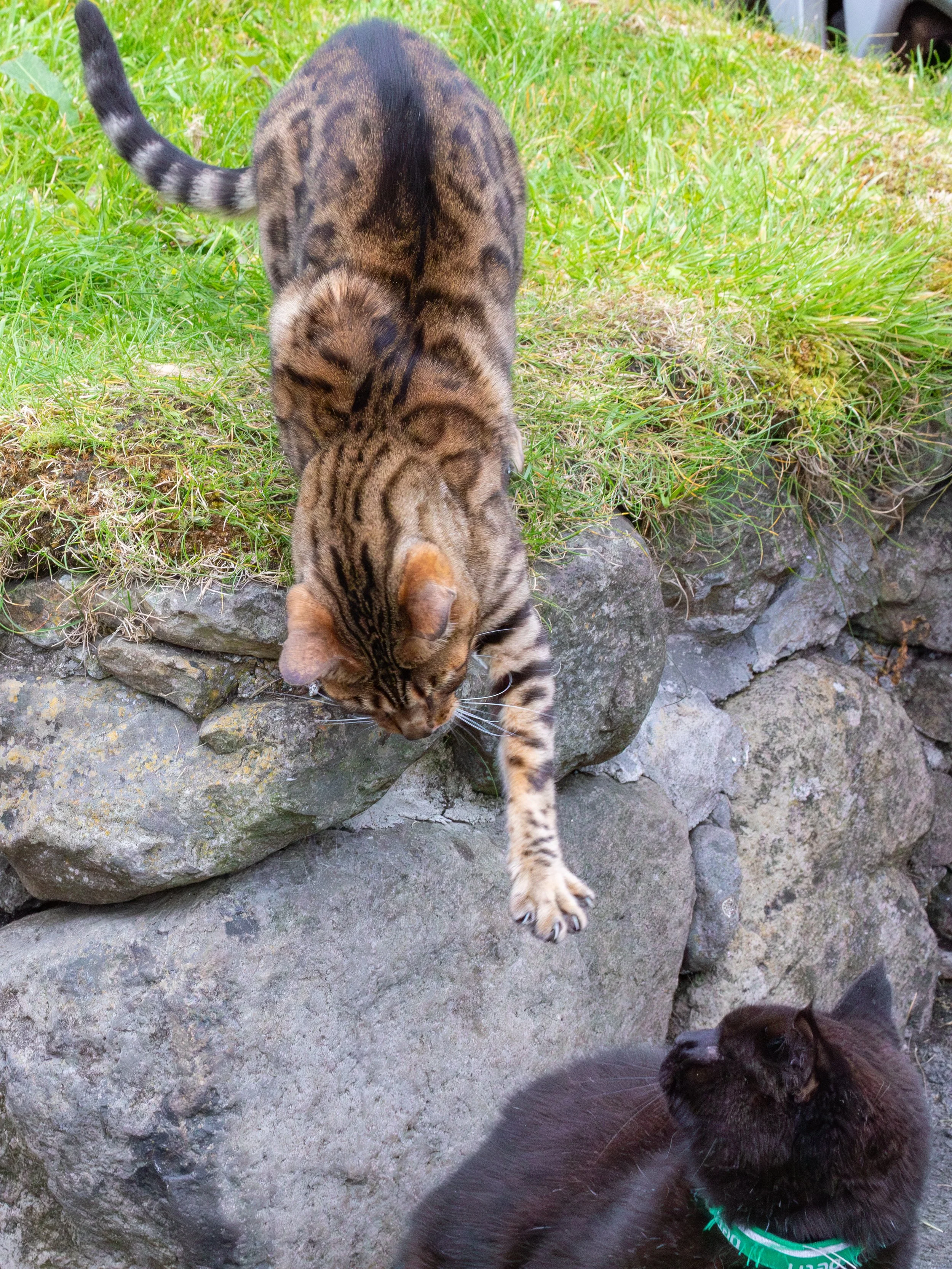  Back in Tórshavn, discovered a small cat fight in progress 