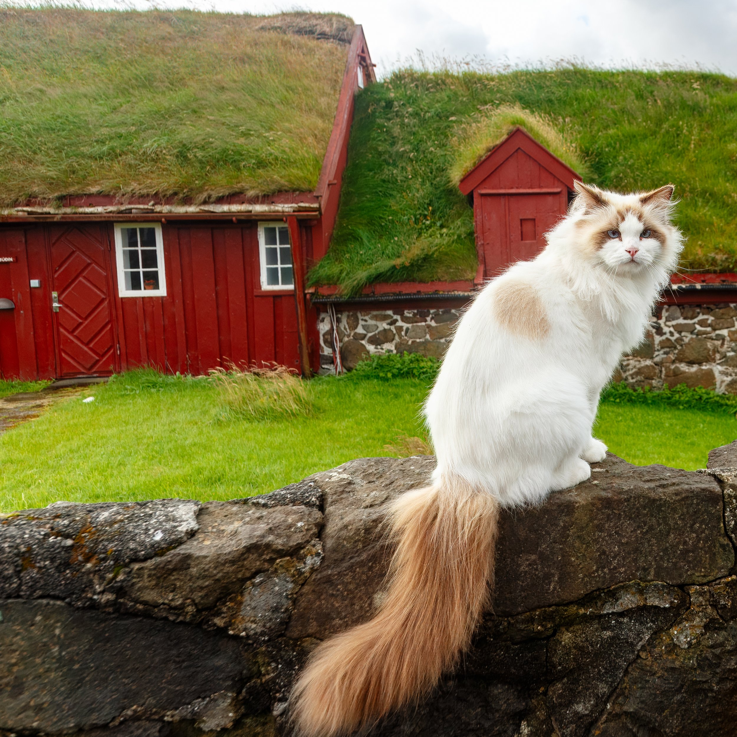  A neighbourhood cat accompanied us for much of our walking tour; they were very friendly and followed us for at least half an hour 