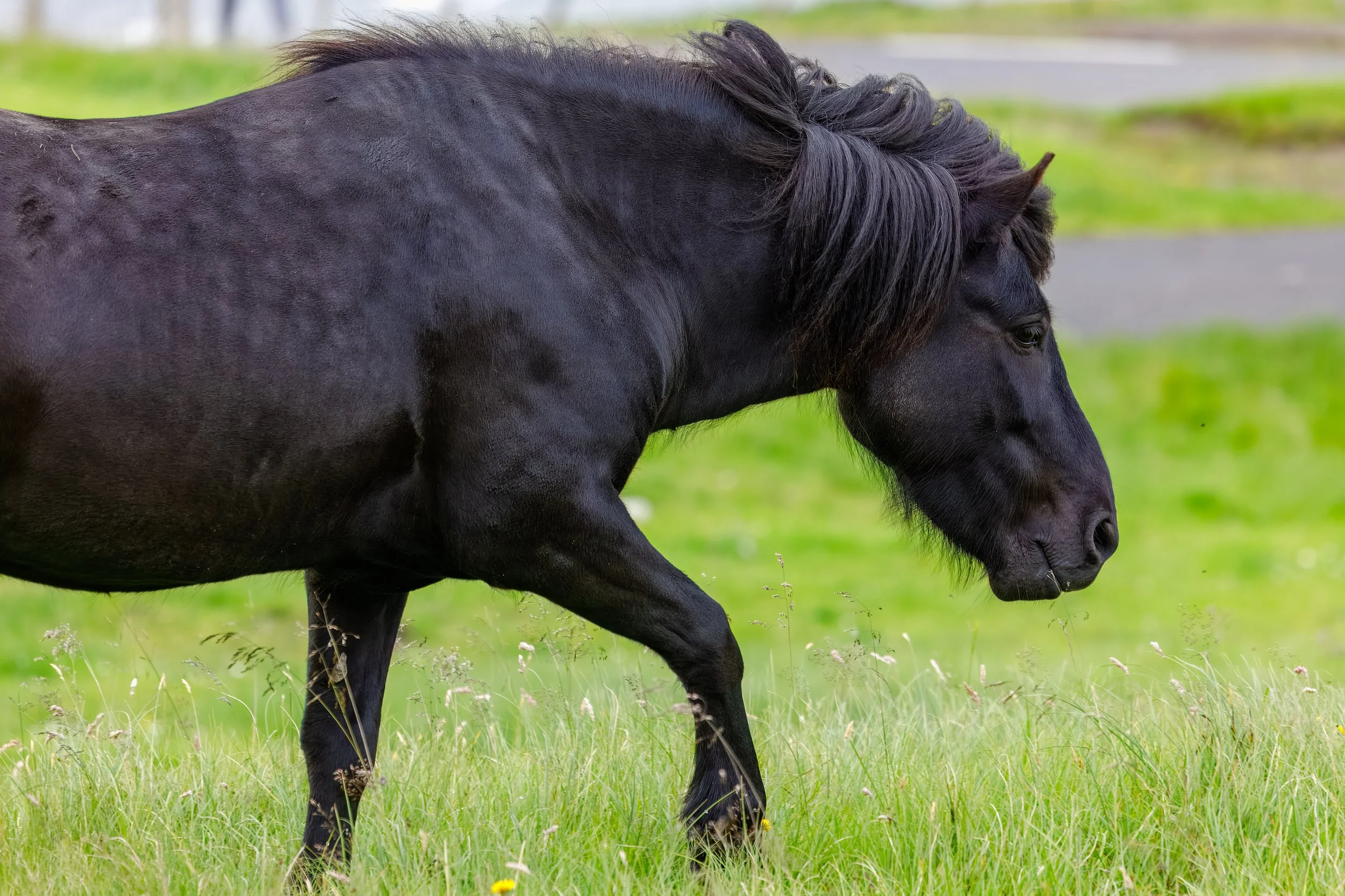  Friendly horse enjoying the high grass 