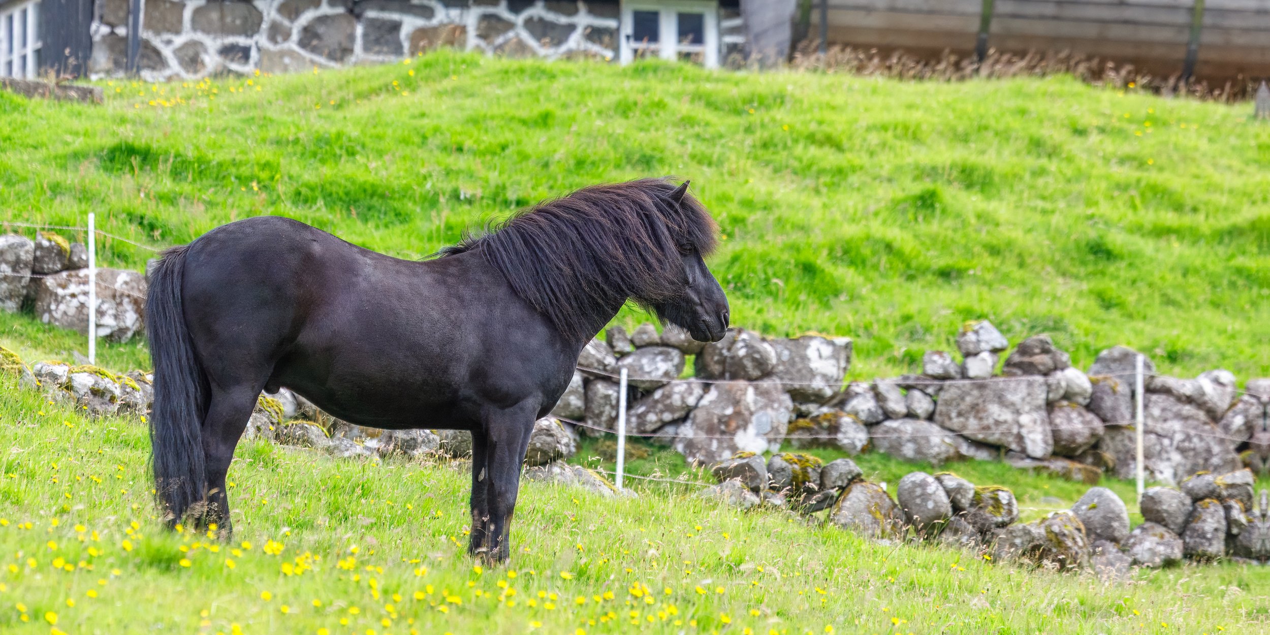  Another local horse closer to the church 