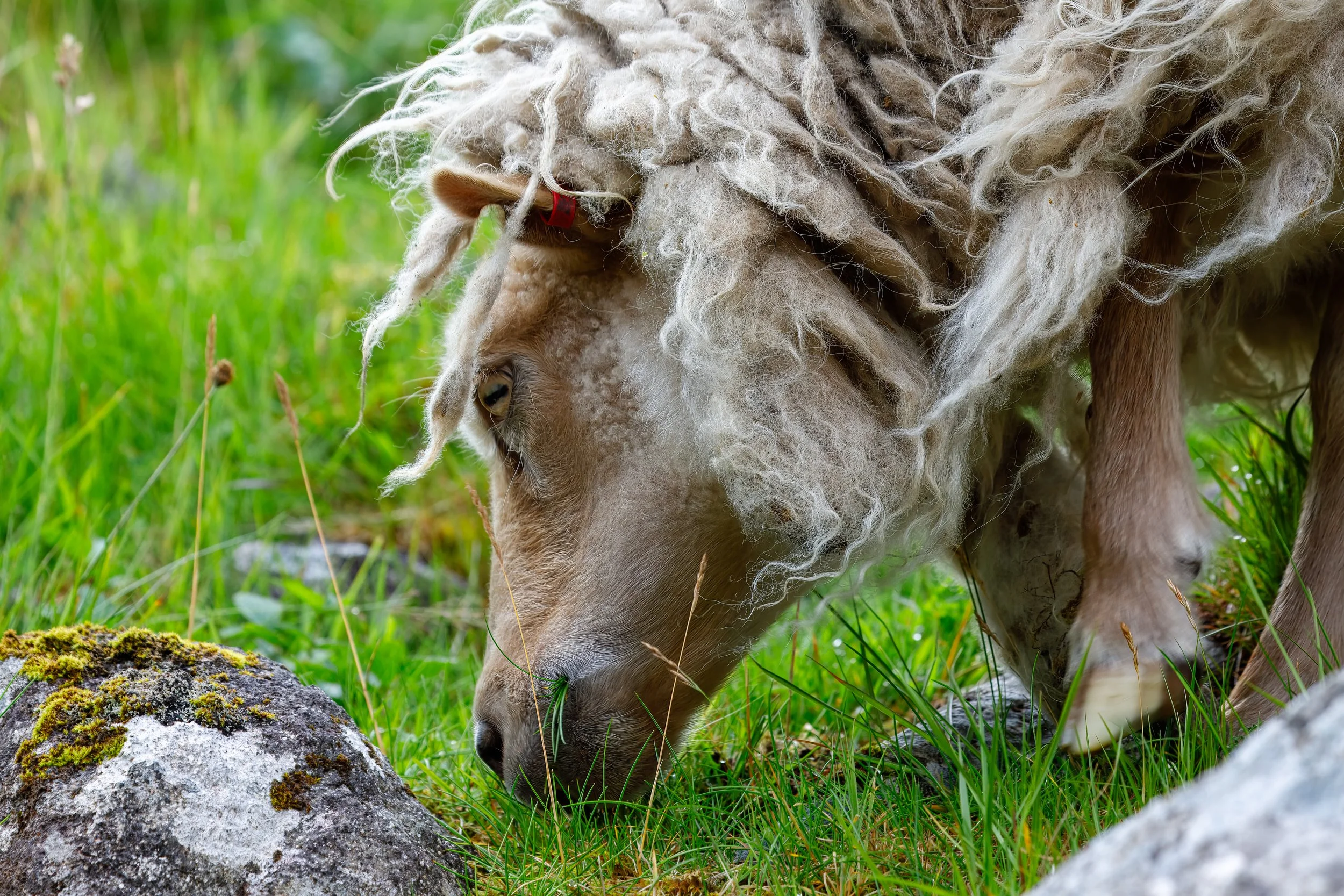 We passed a number of grazing sheep on the way to the lagoon 