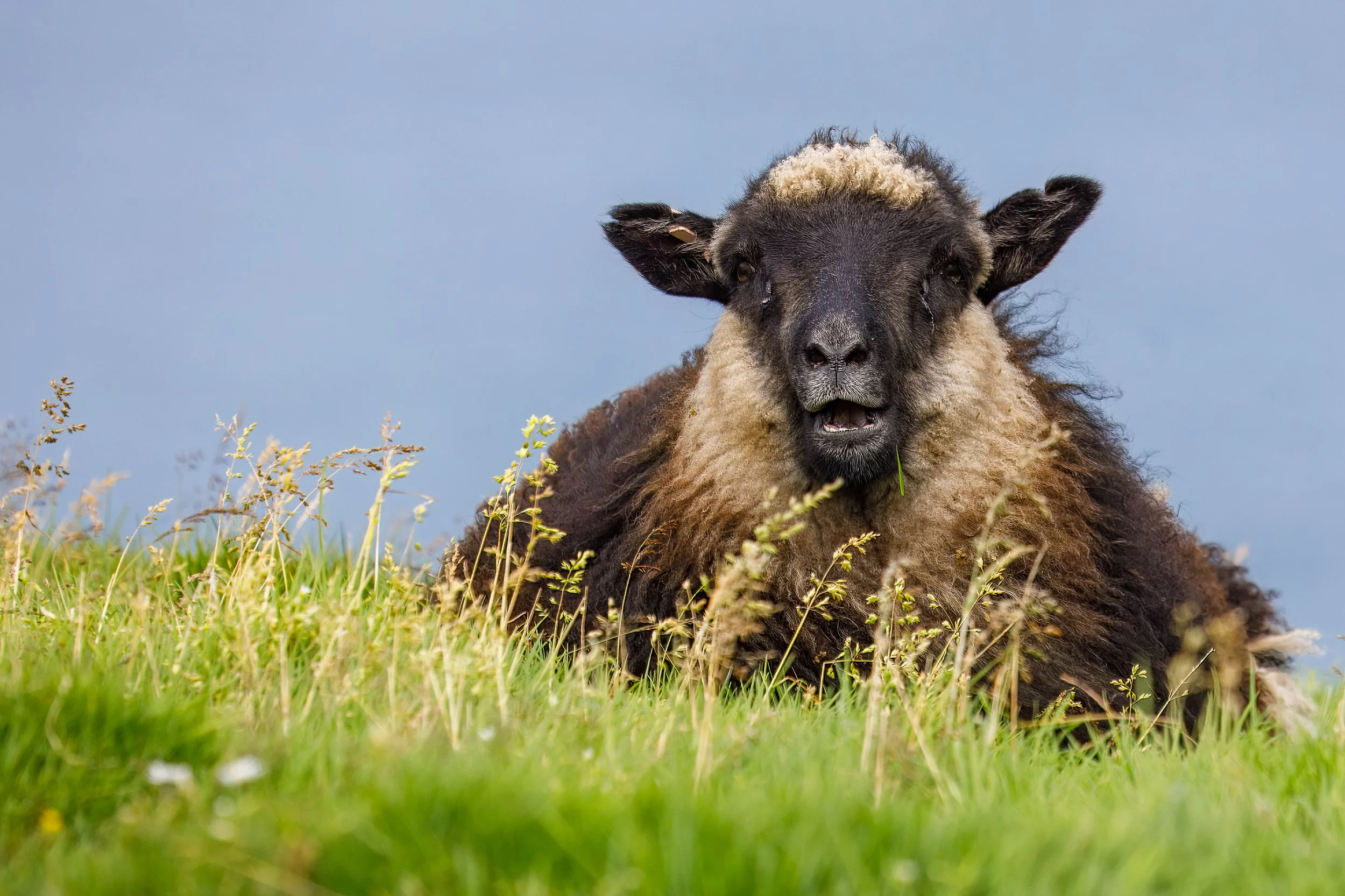  Black sheep posing for the camera 
