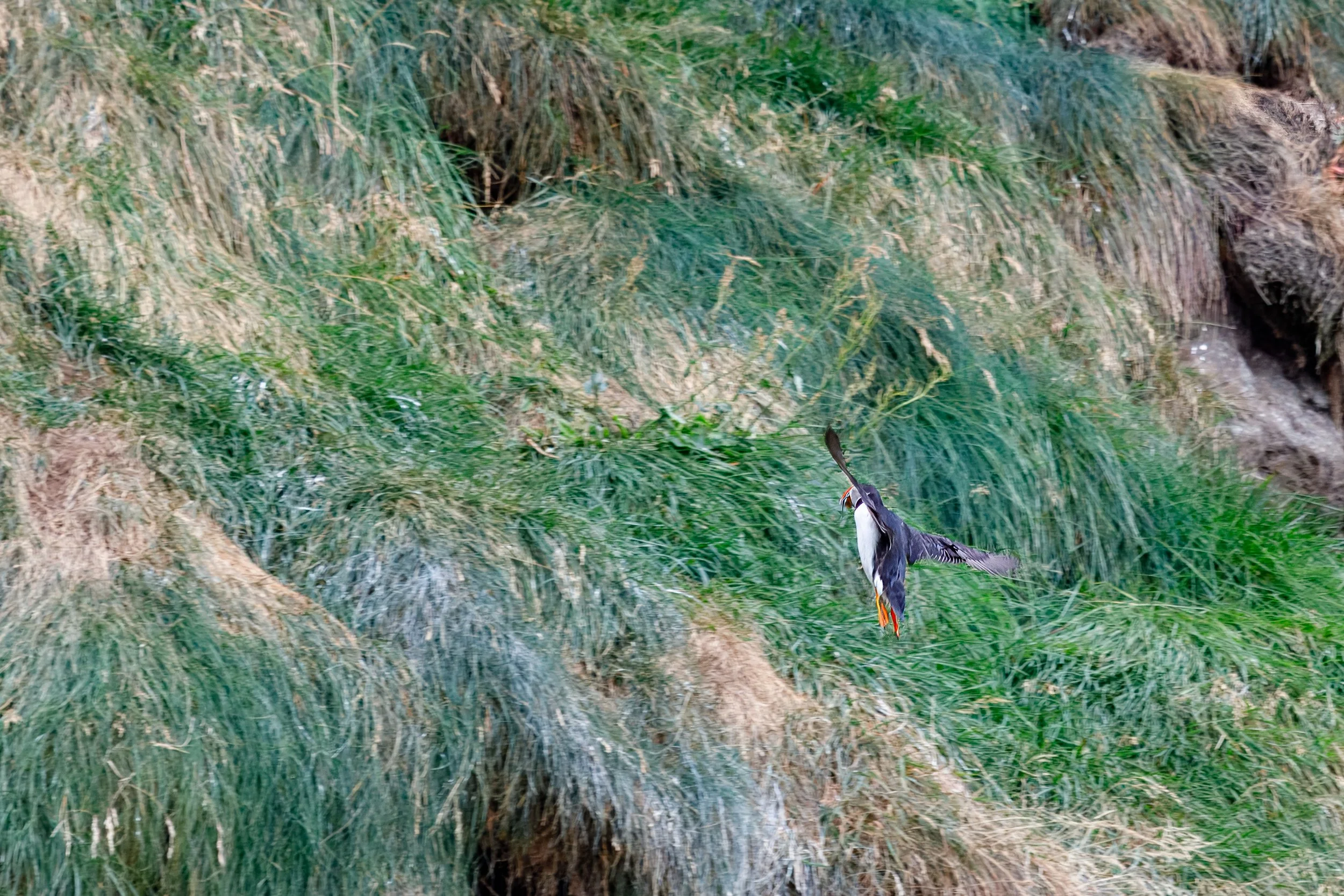  Along the Gjógv natural harbour, we had our best puffin viewing results 