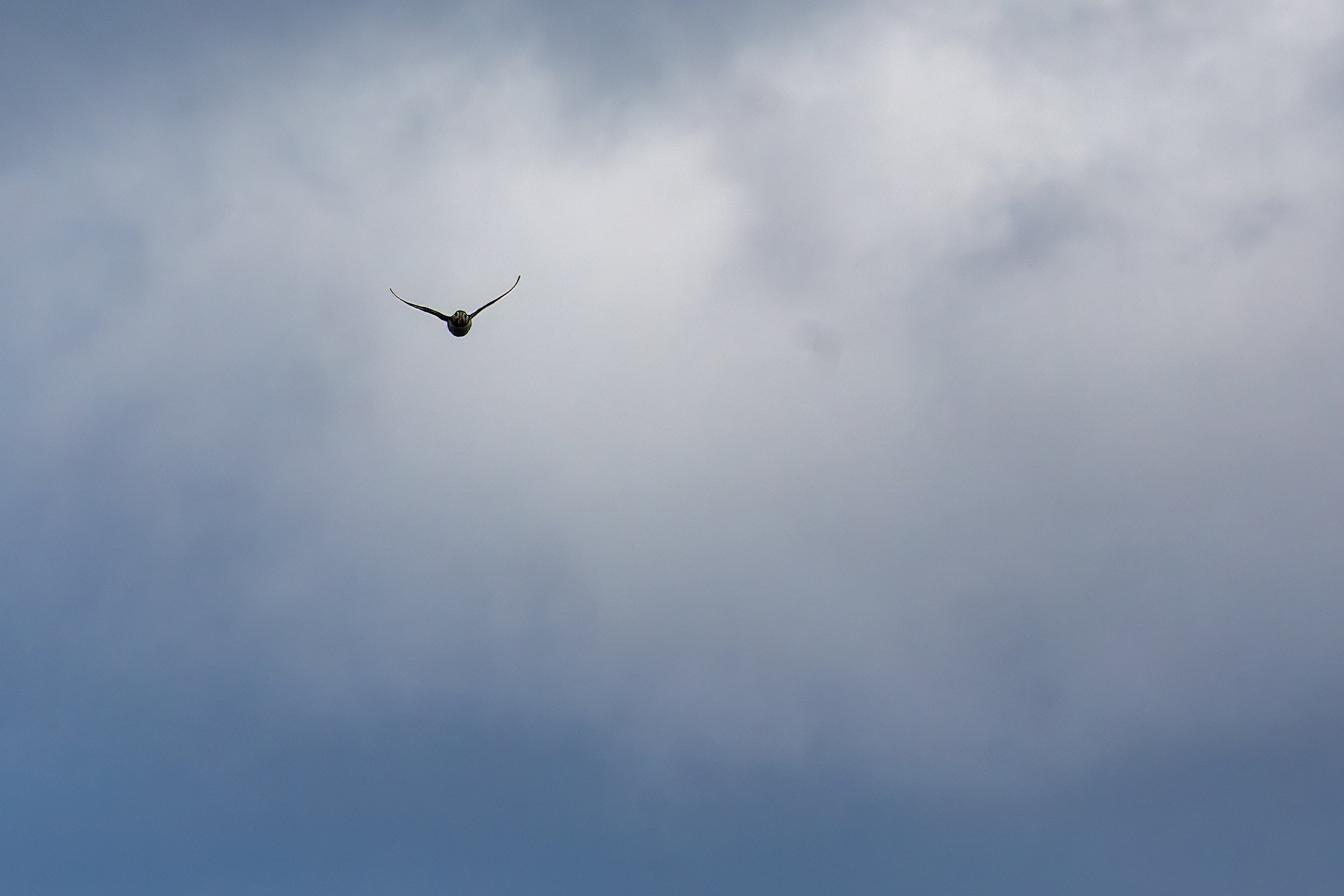  Capturing a puffin in flight 