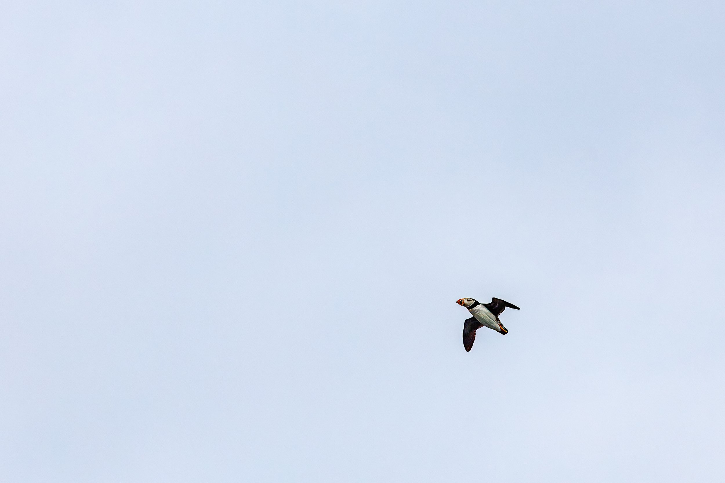  Another great puffin photo 