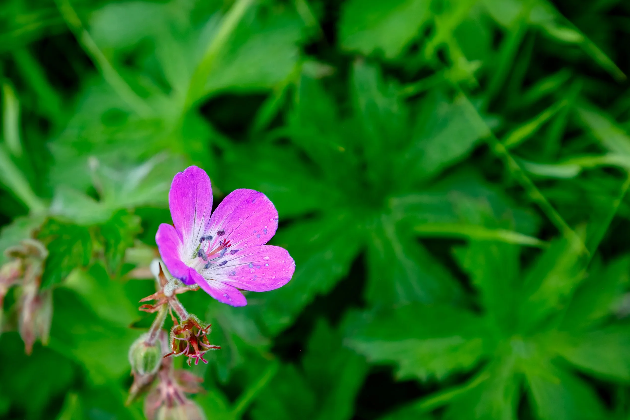  Cranesbill geranium along the trail 