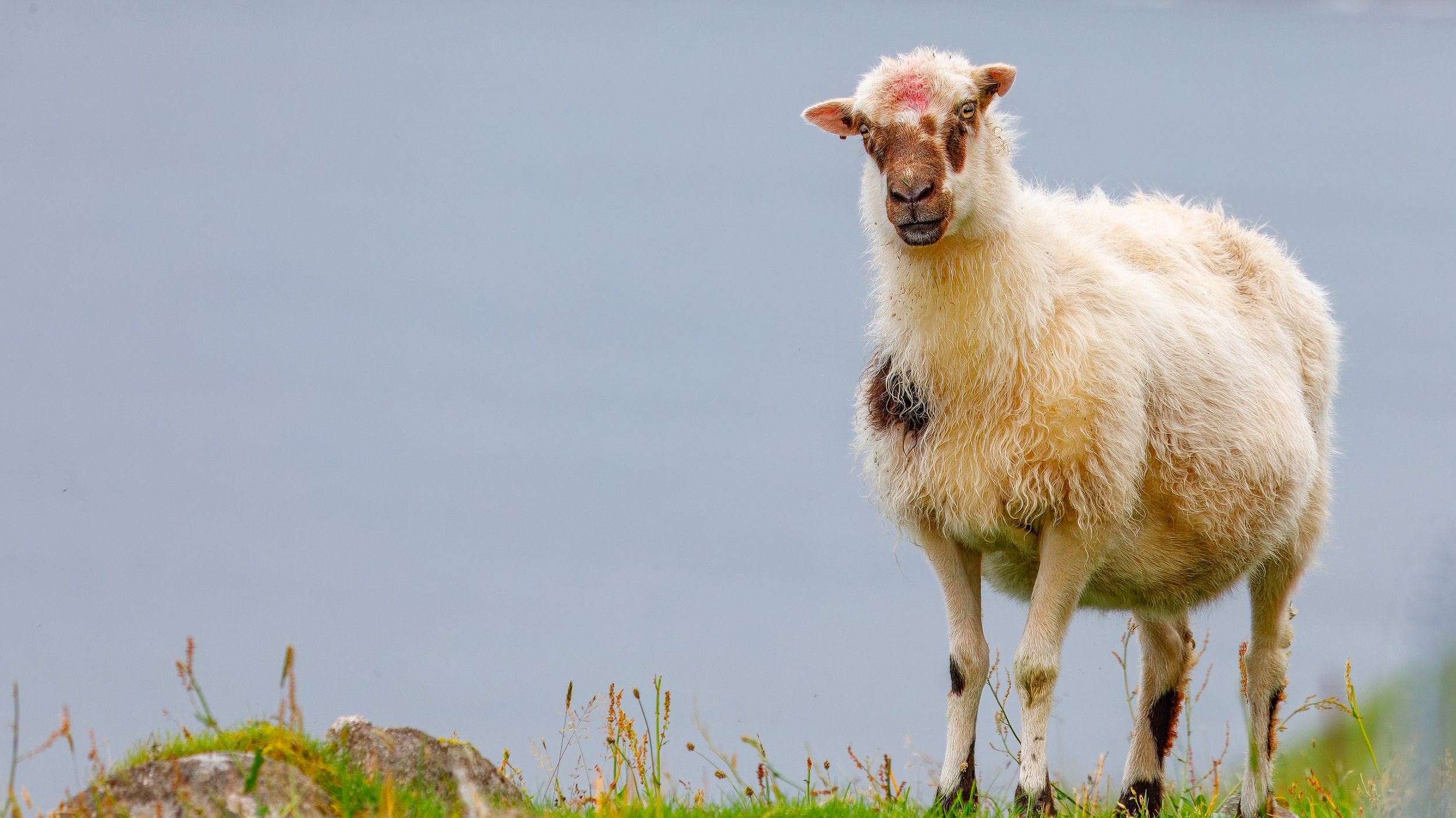  One last sheep for the day 
