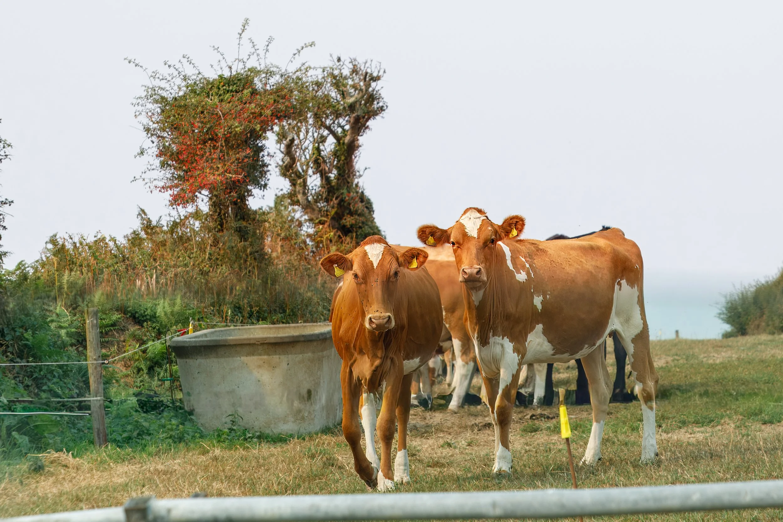  Our first sightings of Guernsey Cows with their distinctive markings 