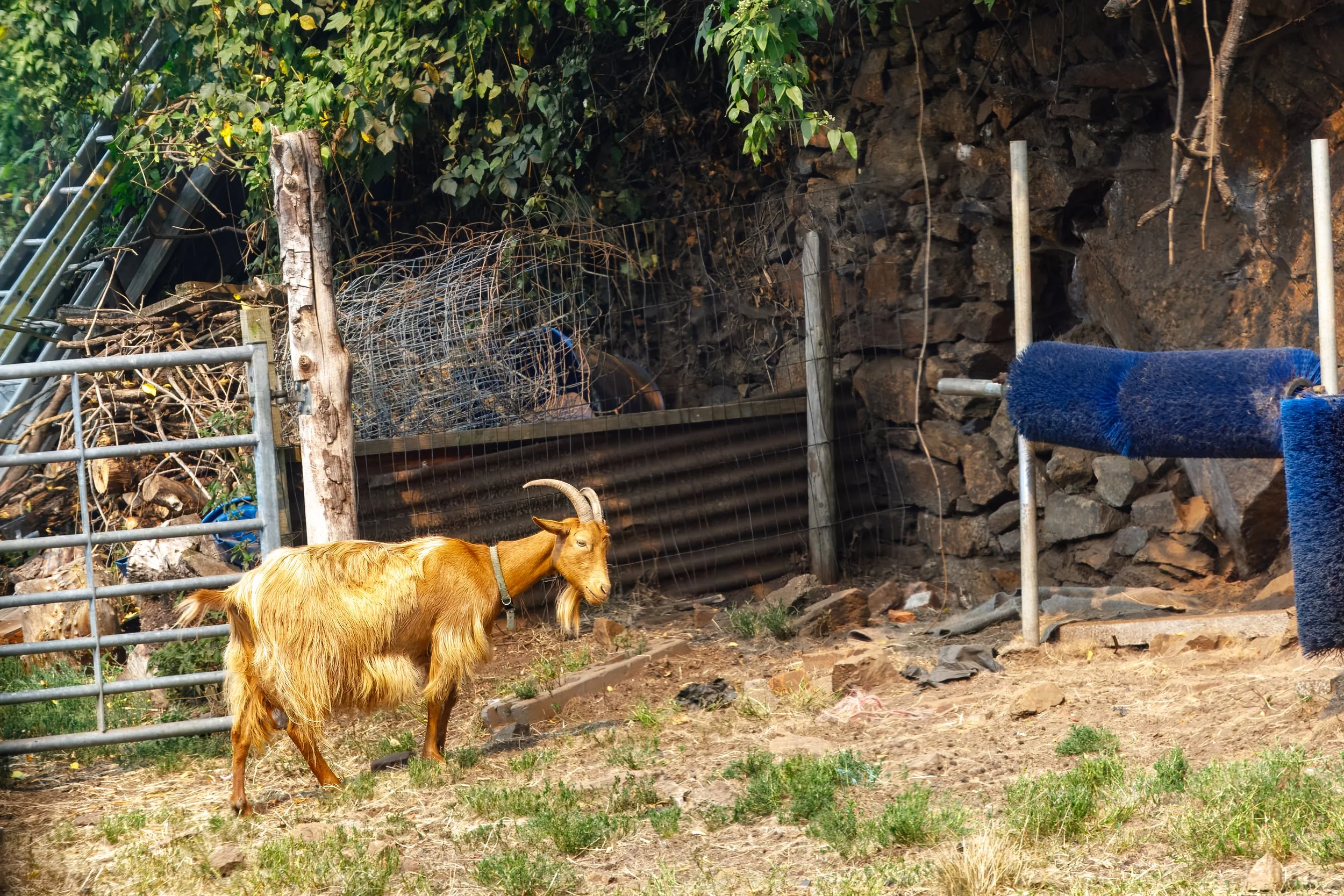  One of approximately 2000 remaining endangered Royal Golden Guernsey Goats,&nbsp;saved from extinction during WWII by being hidden from the German occupiers 