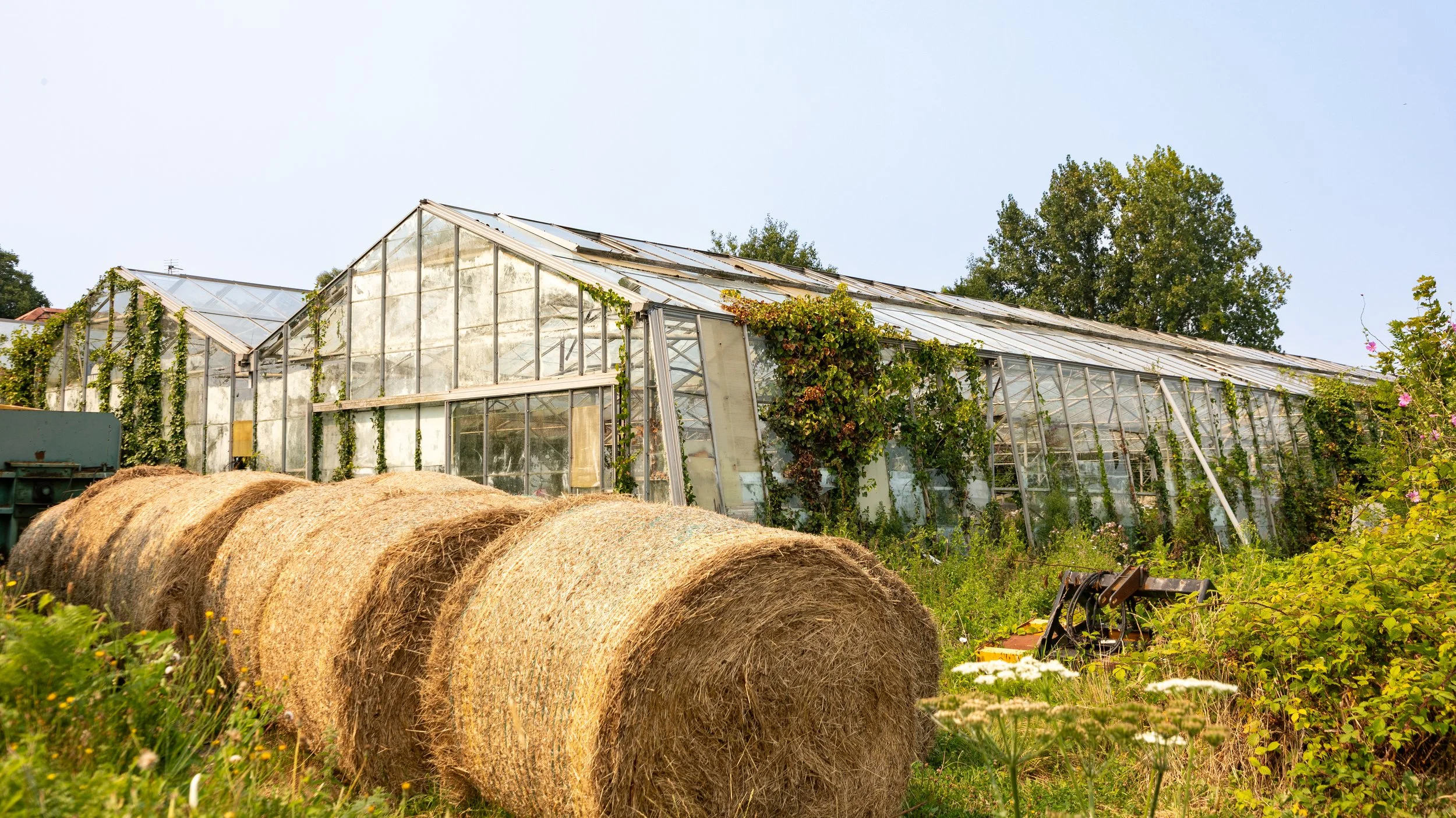  To explore more of the island, we caught a bus to the countryside north of town.  One of many of the derelict tomato greenhouses that dominated the economy until the price of electricity spiked in the 1970s 
