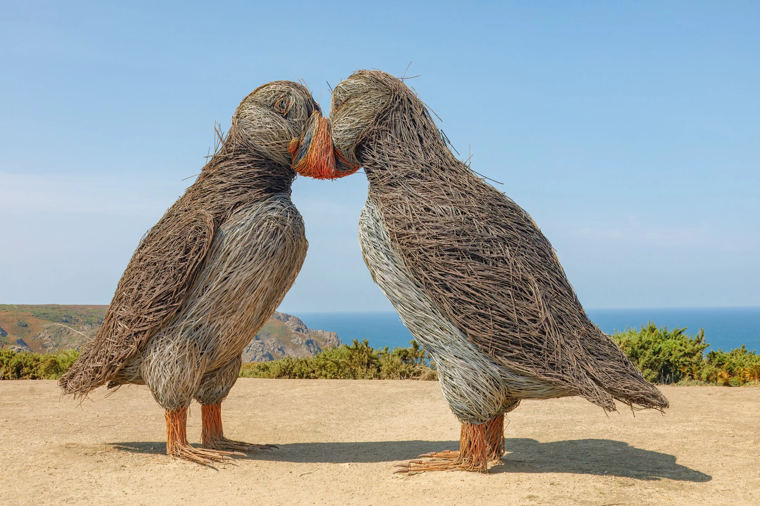  Large willow sculptures of two puffins, part of the 'Bird on the Edge' project, created by artist Jane James. 