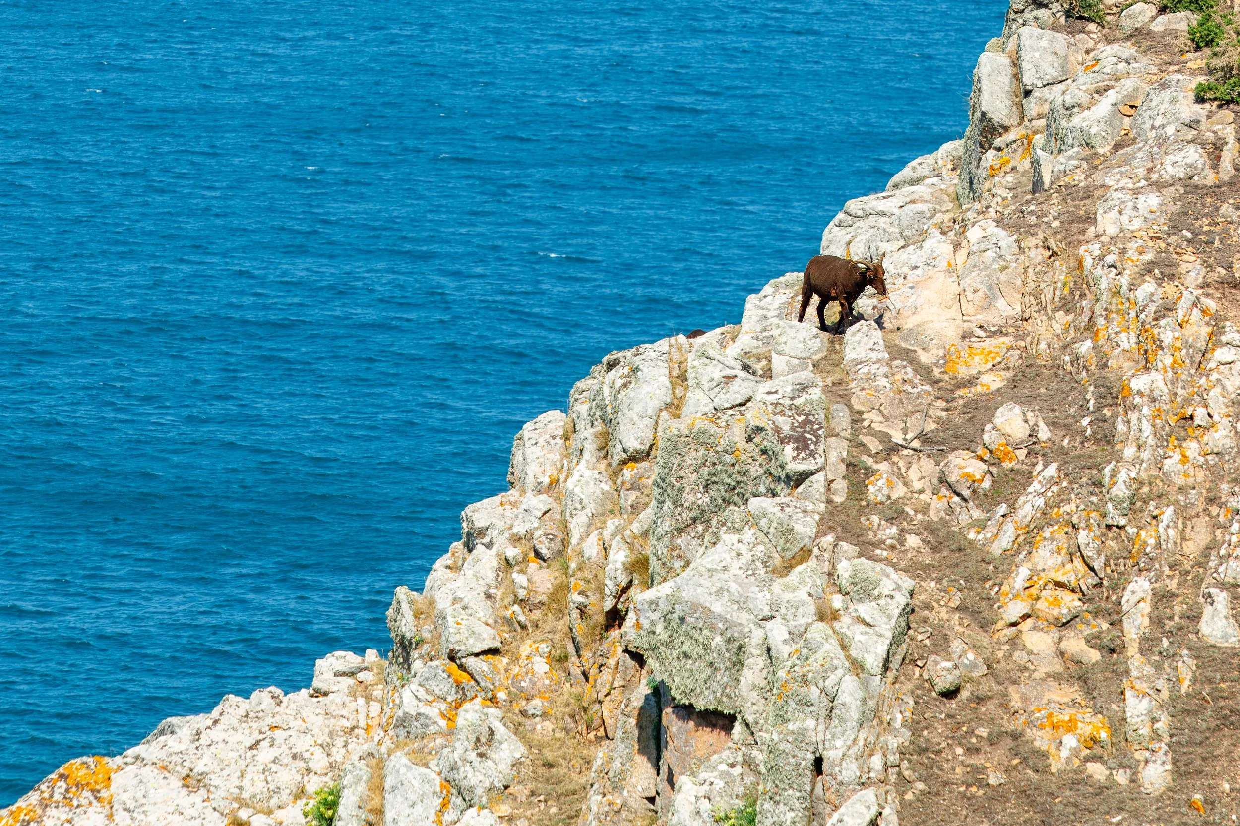  Goat navigating the rocky coastline 