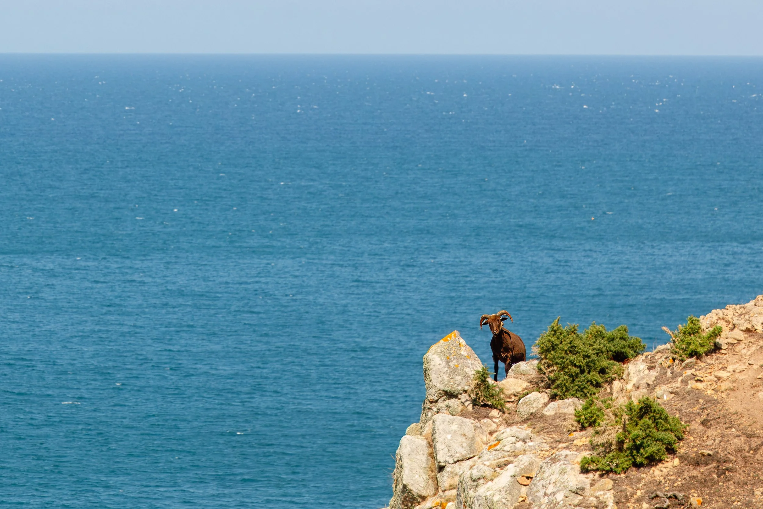  Well-framed mountain goat 