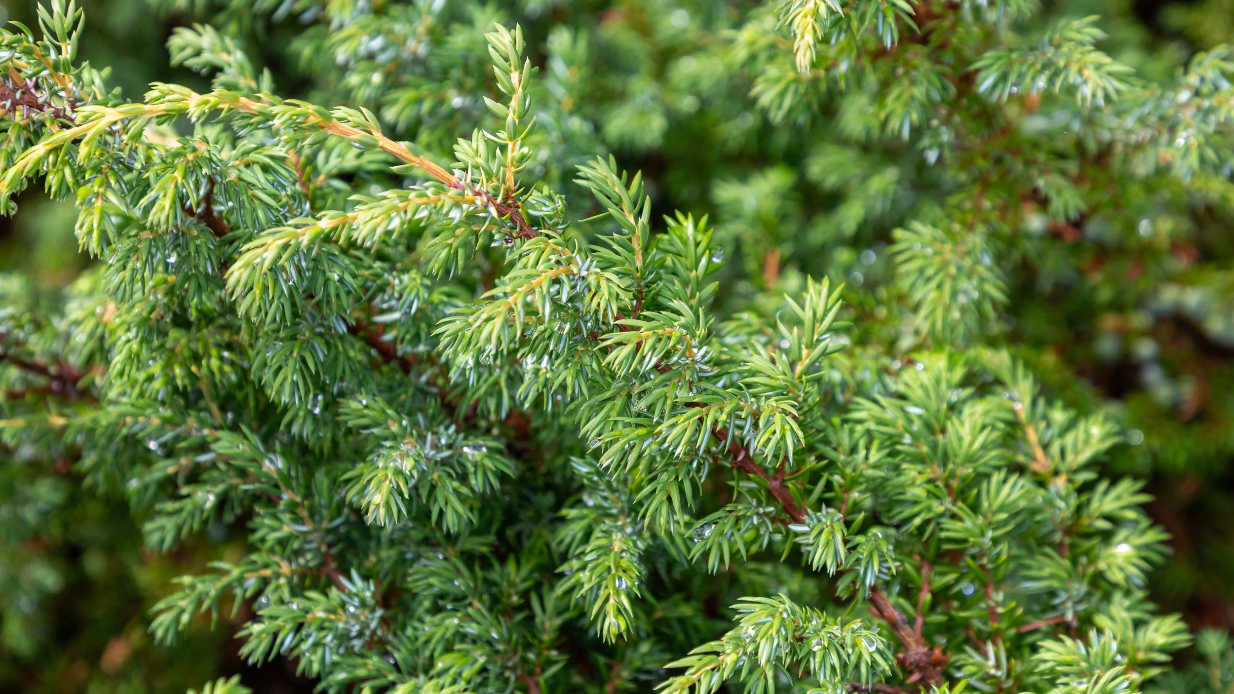  Some of the dense evergreen bush along the coast 