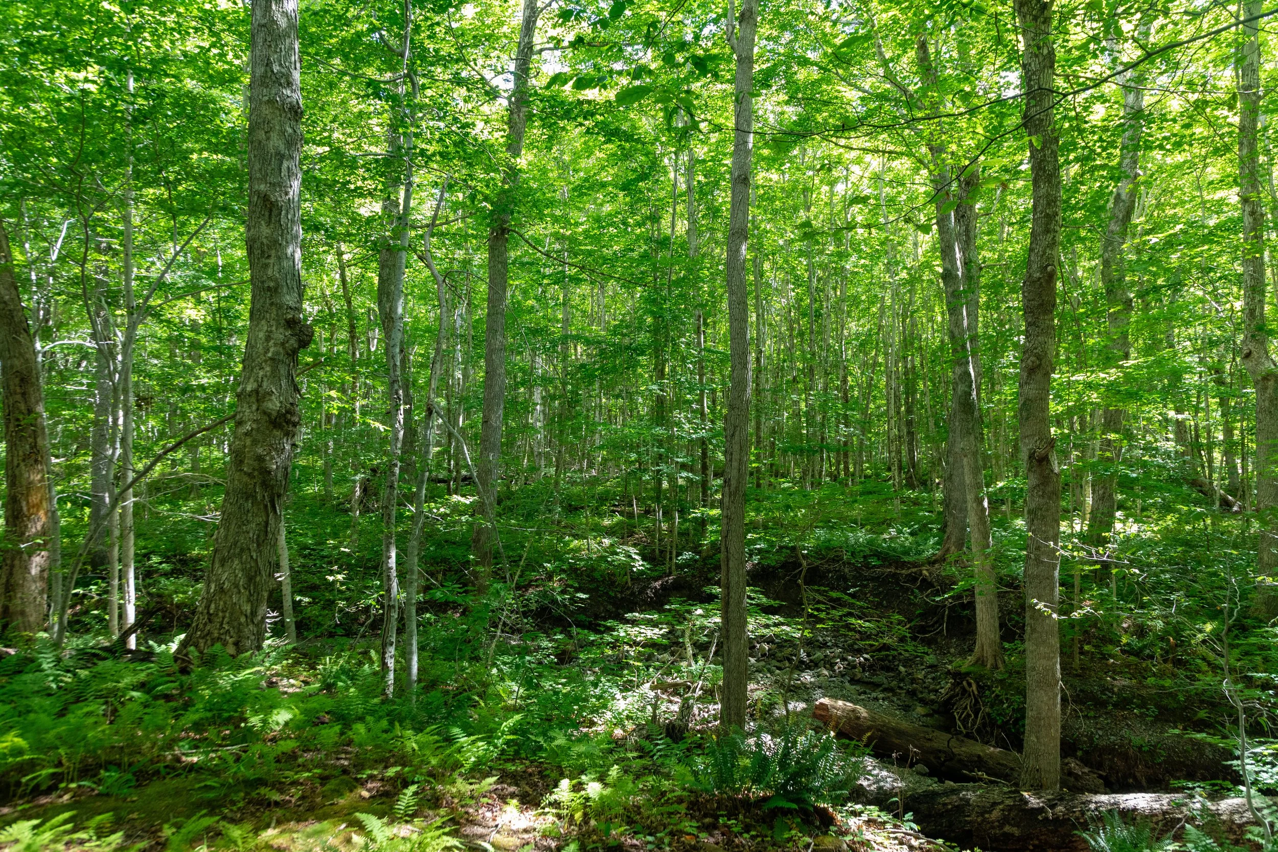  Stopping for another short hike at Lone Shieling Trail 