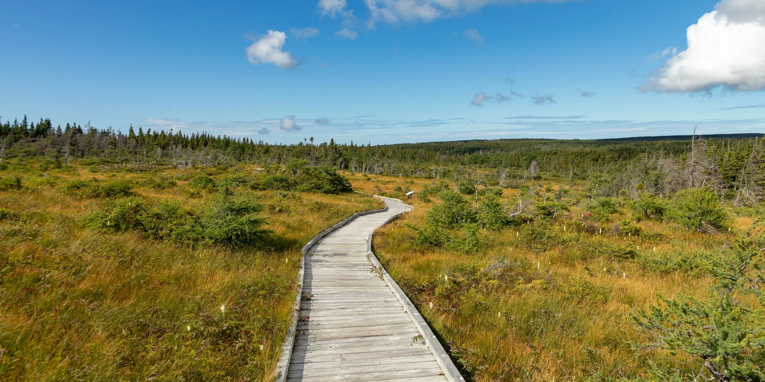  Our last stop was Bog Trail, hoping for a Moose sighting that unfortunately wasn’t meant to be 