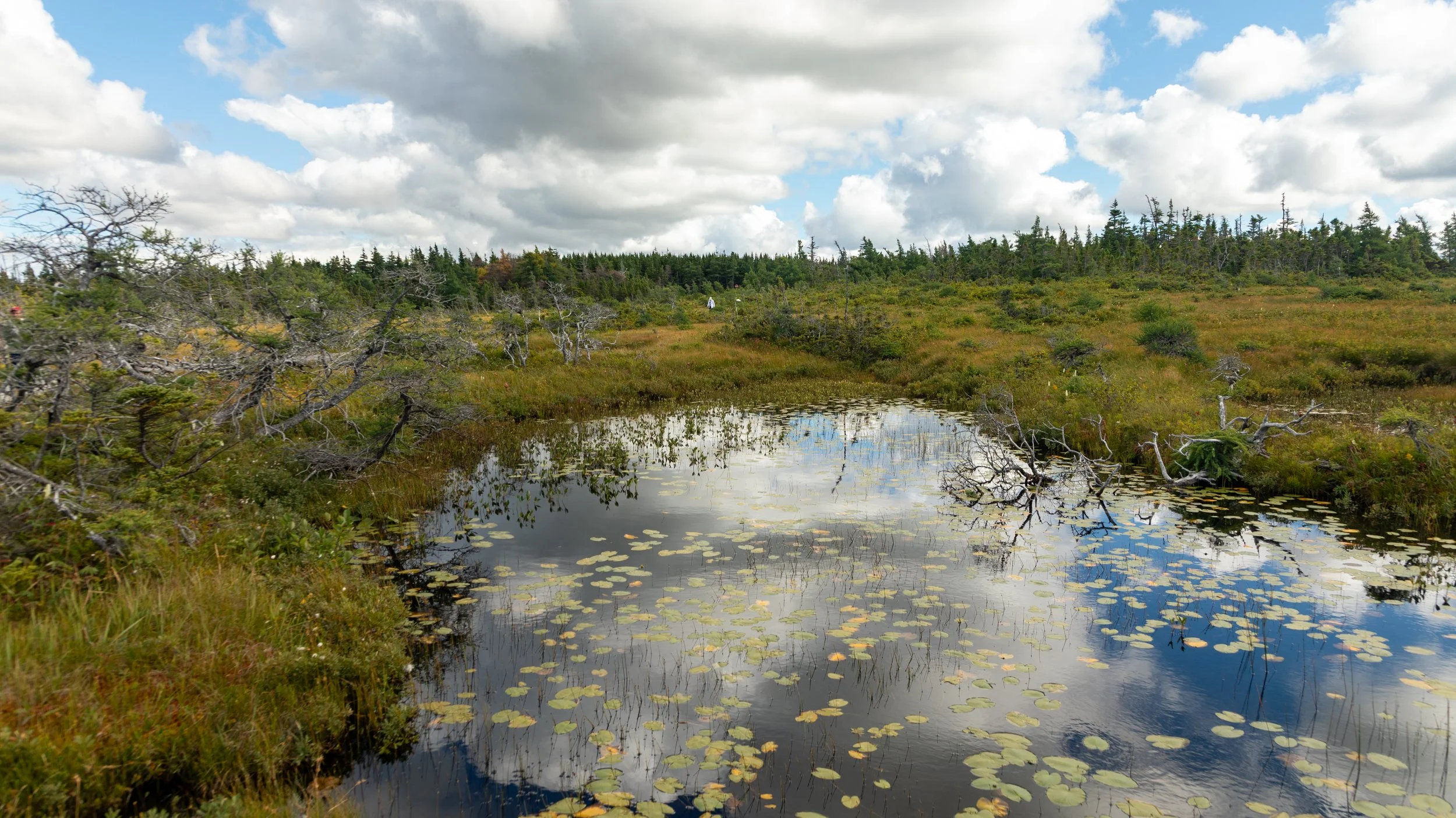  More of the boggy trail 
