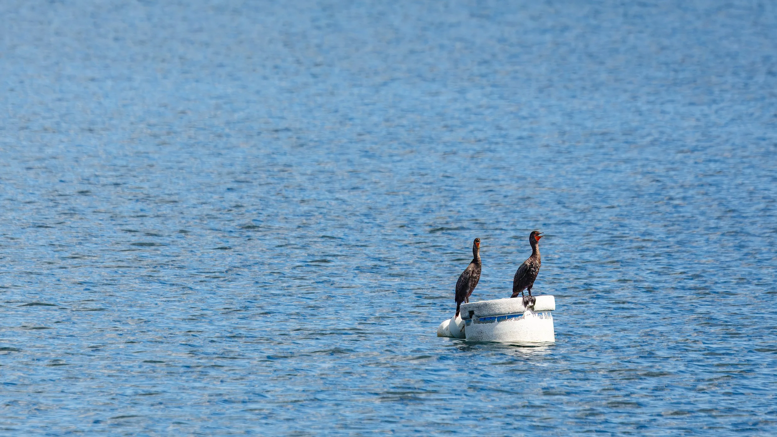  Two cormorants perched on a buoy in Bras D’Or Lake 