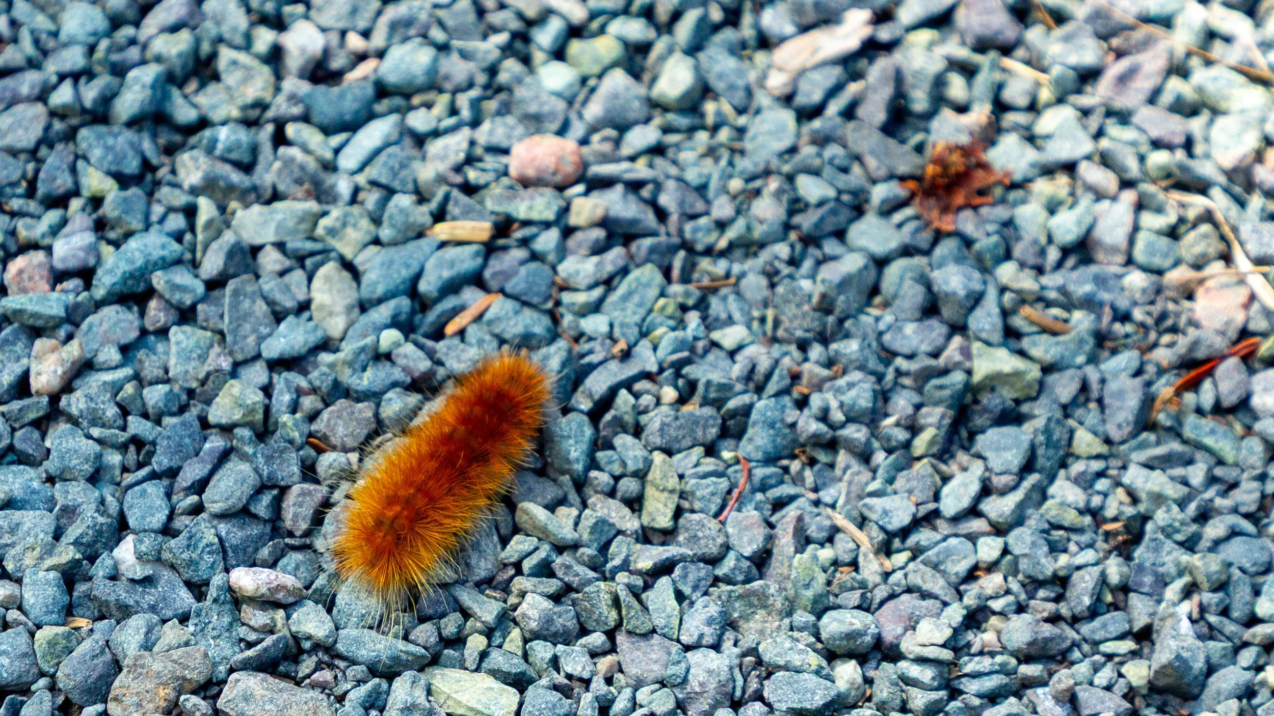  We may not have caught any moose sightings, but we did find colourful caterpillars  