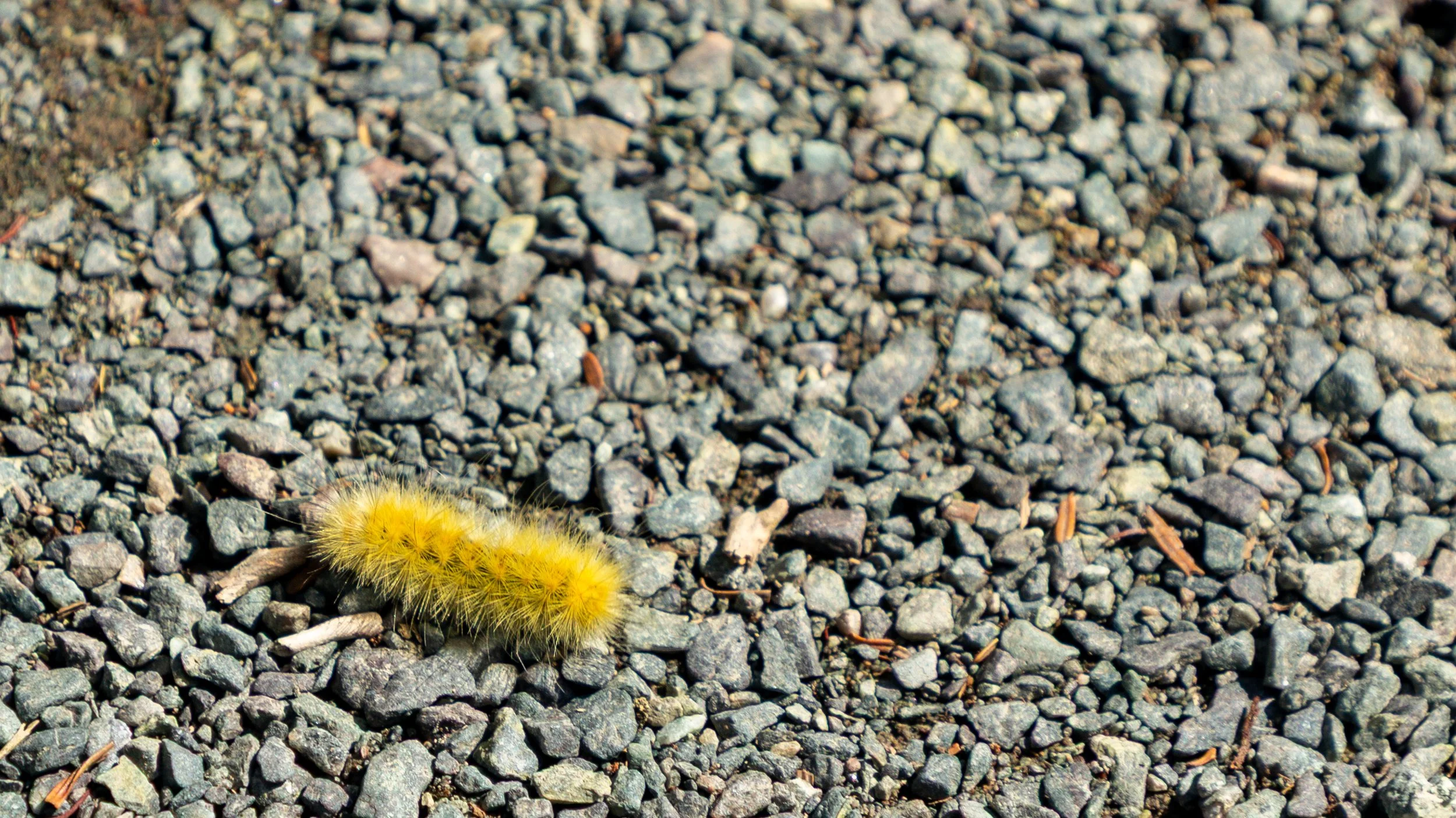  One last nature shot before we completed the loop and drove to my sister’s house 