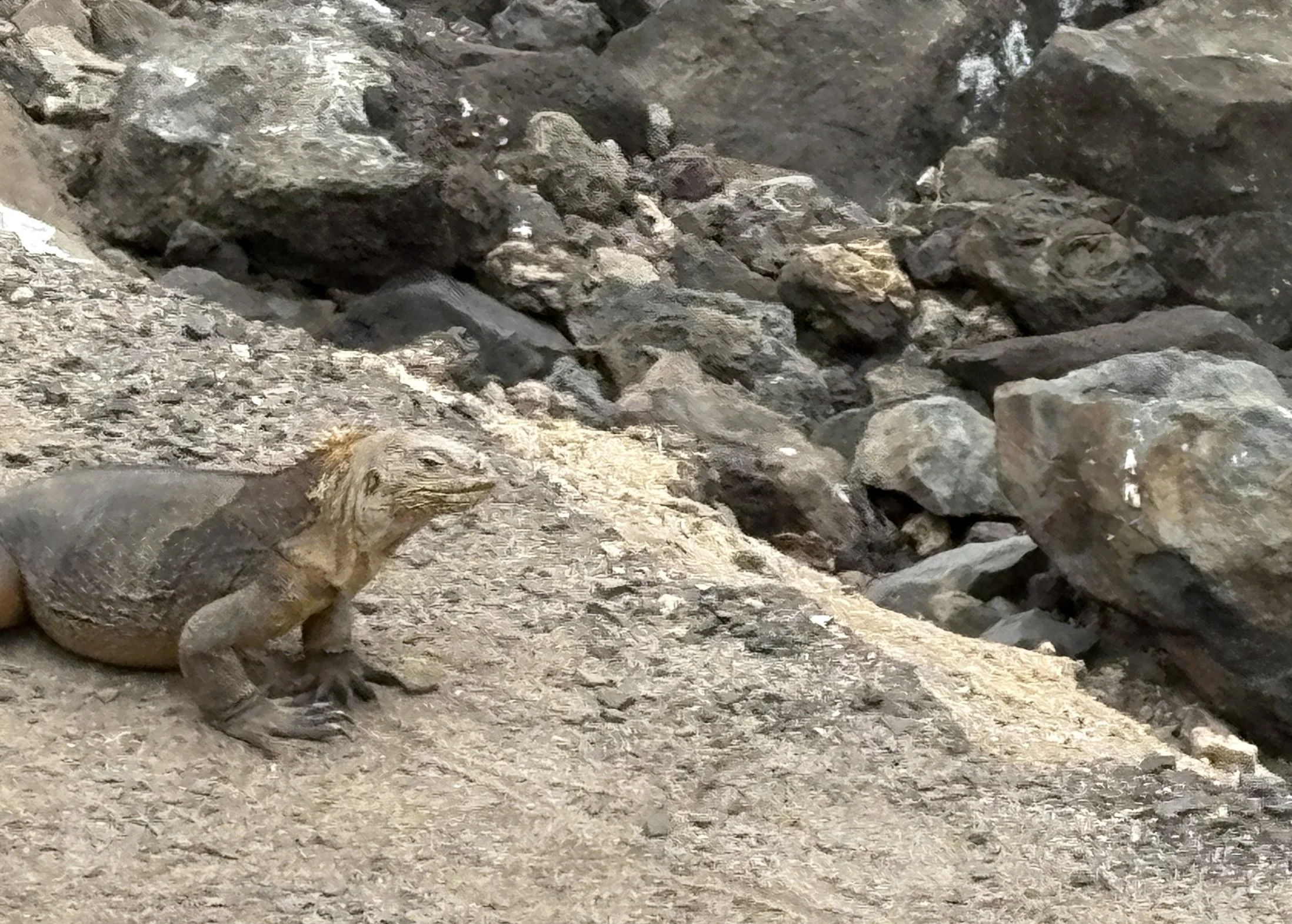  During our airport transfer we had our first land iguana sighting at roadside 