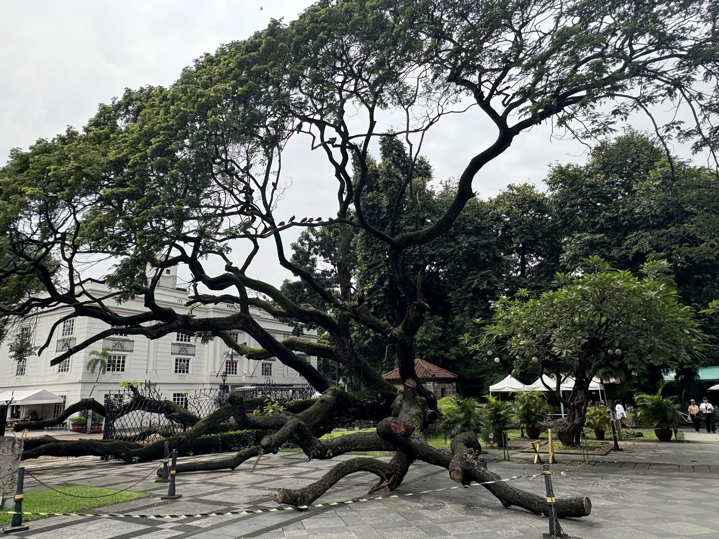  Large camphor tree in Plaza Moriones, at the tourist entrance to the fort complex 
