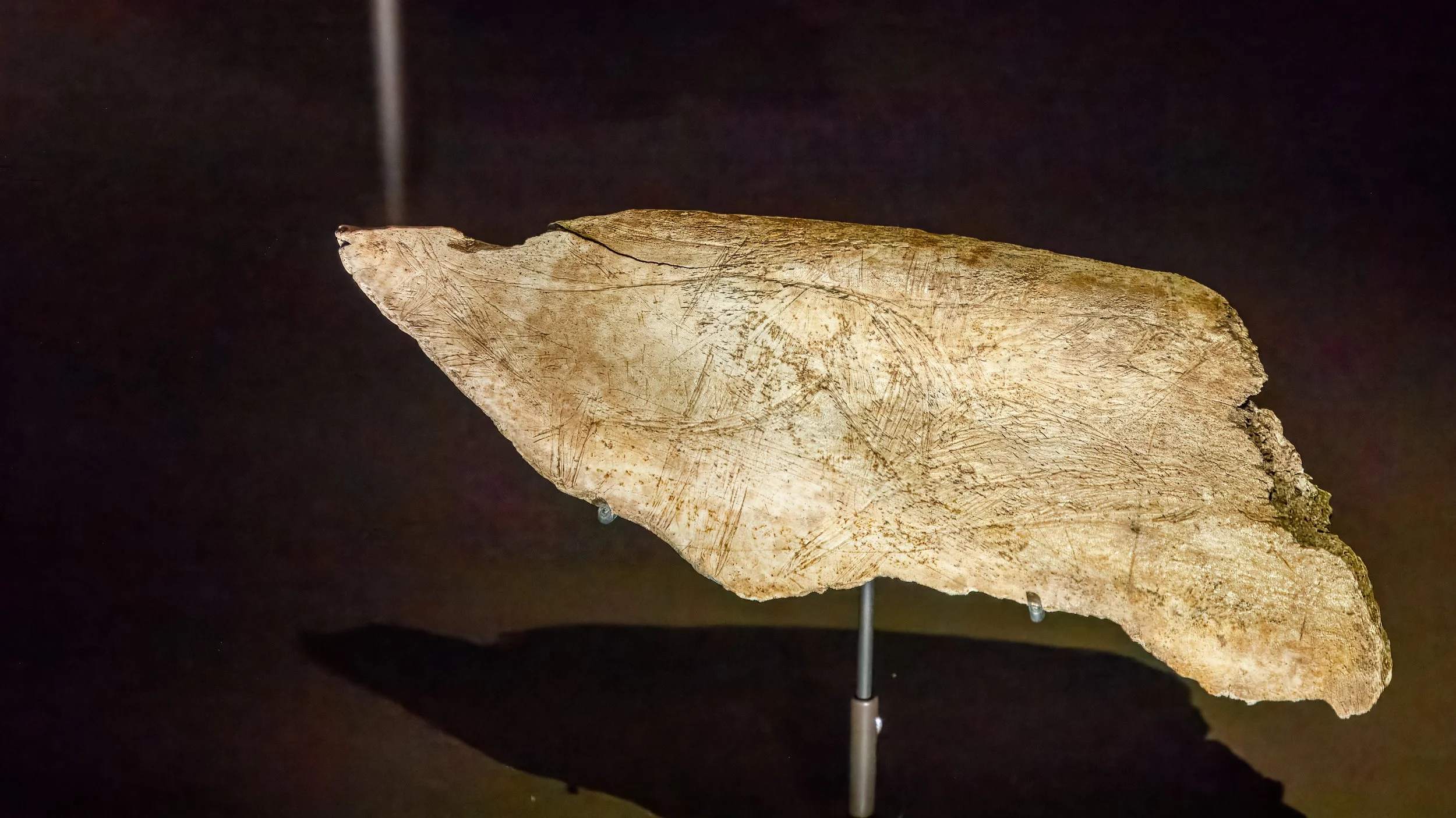  Visiting the National Archaeological Museum, some Paleolithic art (16,000-13,000 BC), decorating this animal scapulae discovered in the Iberian Peninsula  
