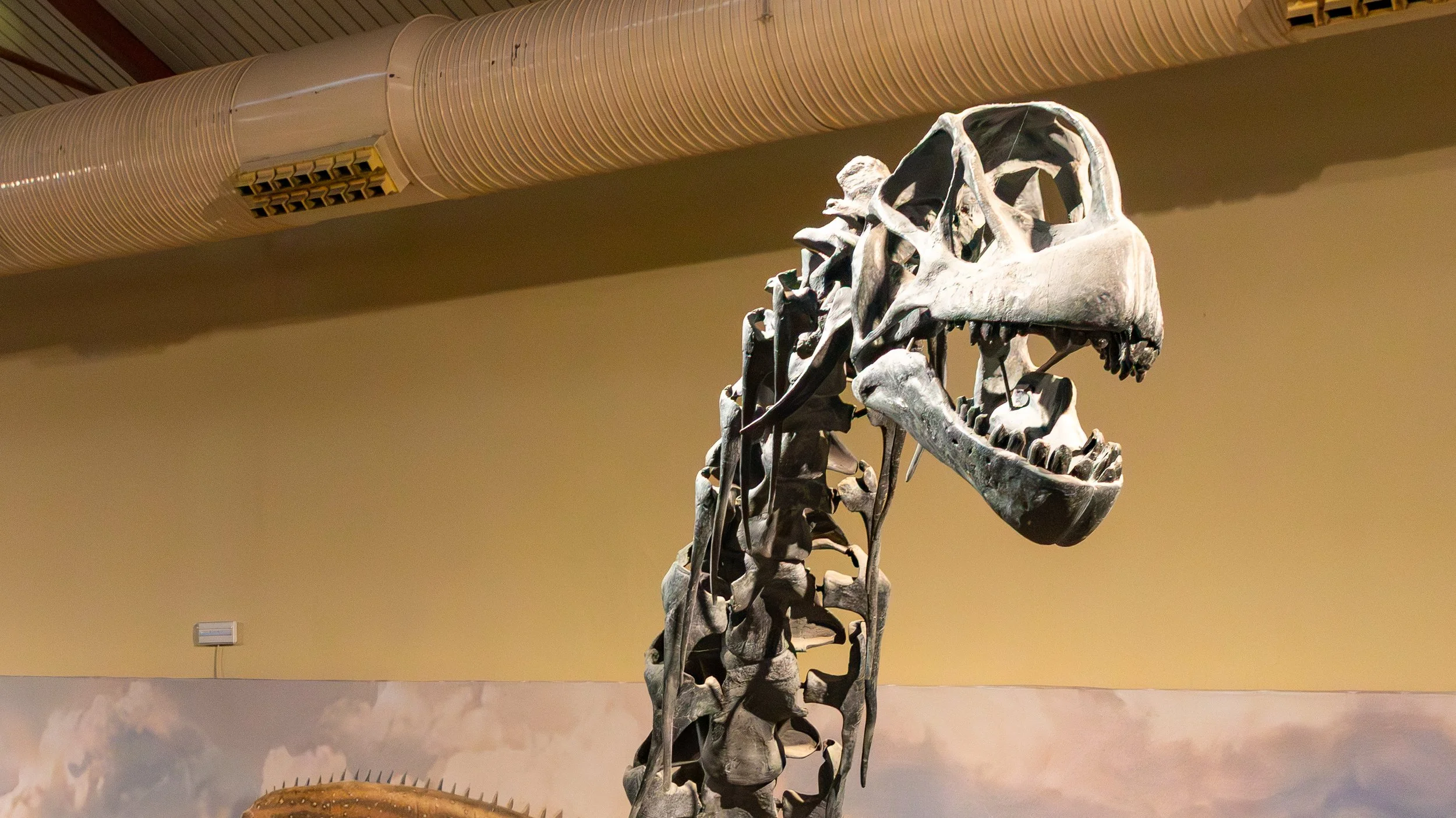  A skeleton of a Camarasaurus 