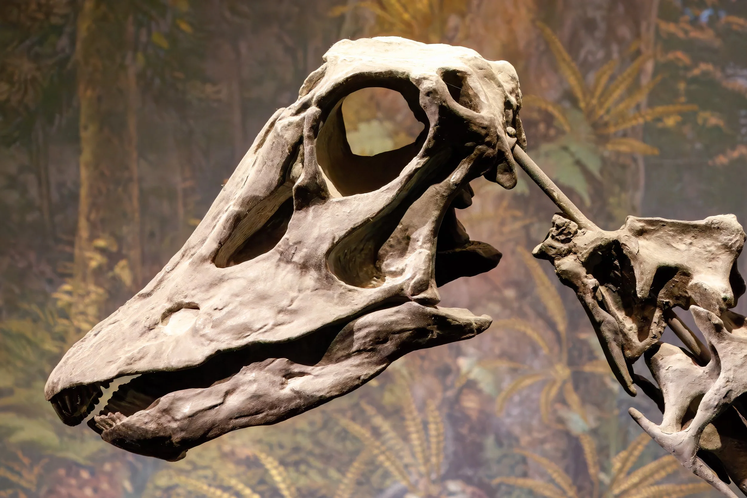  The skull of an Edmontosaurus 