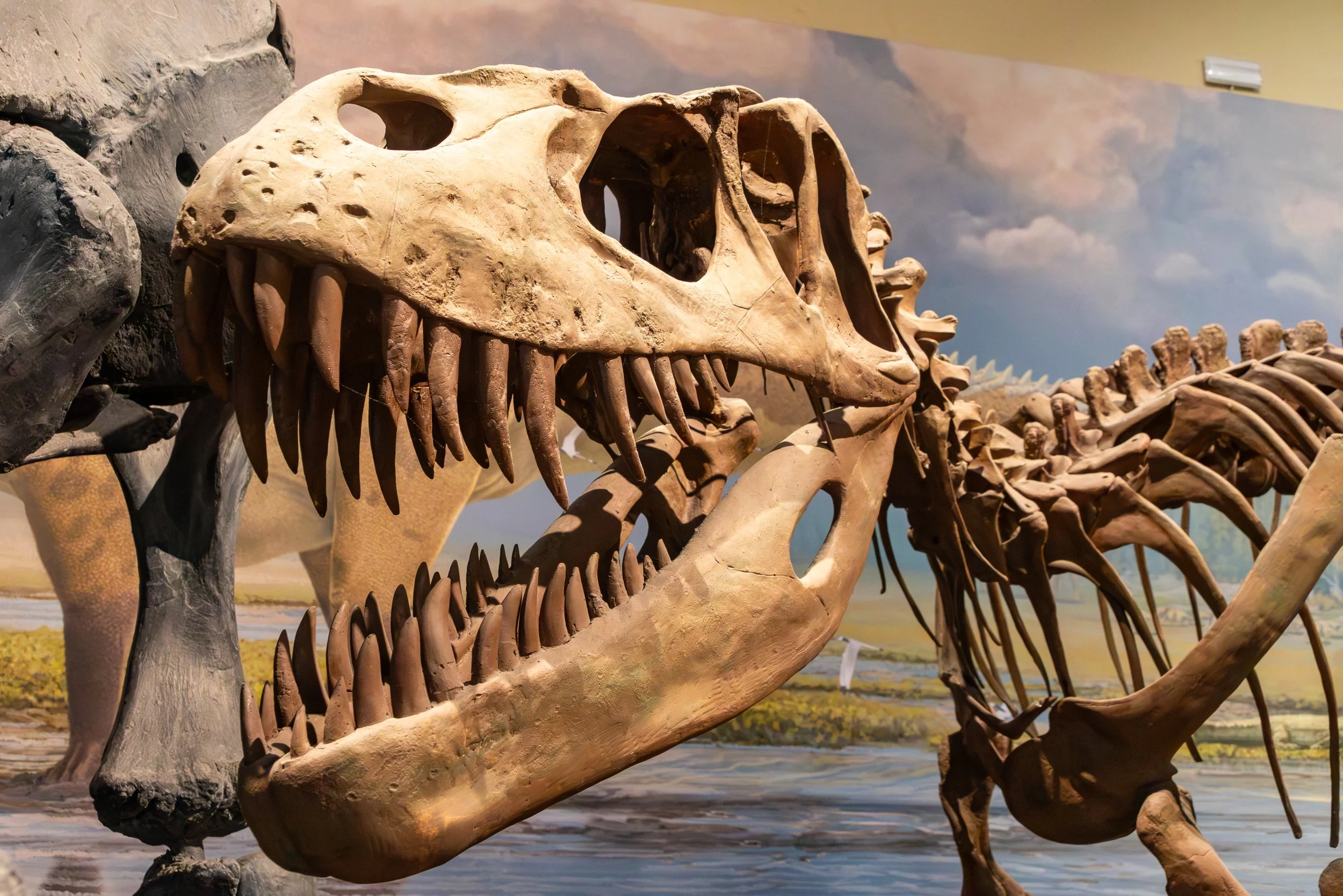  Back at the National Museum of Natural Sciences exploring the dinosaur connection 