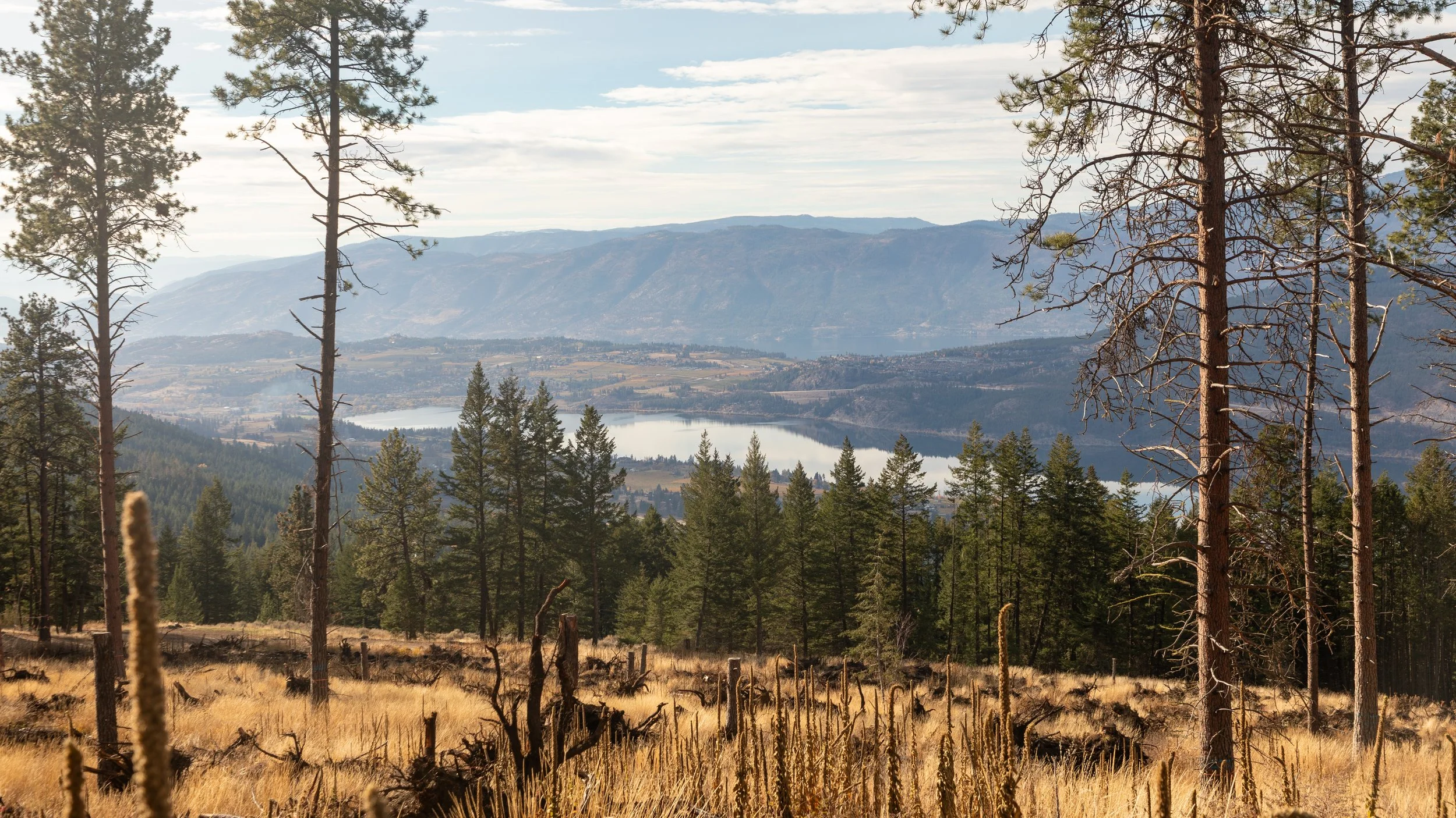  As the road was getting a little rough, we walked the last few kilometres to the lookout, passing through some previously burned areas 
