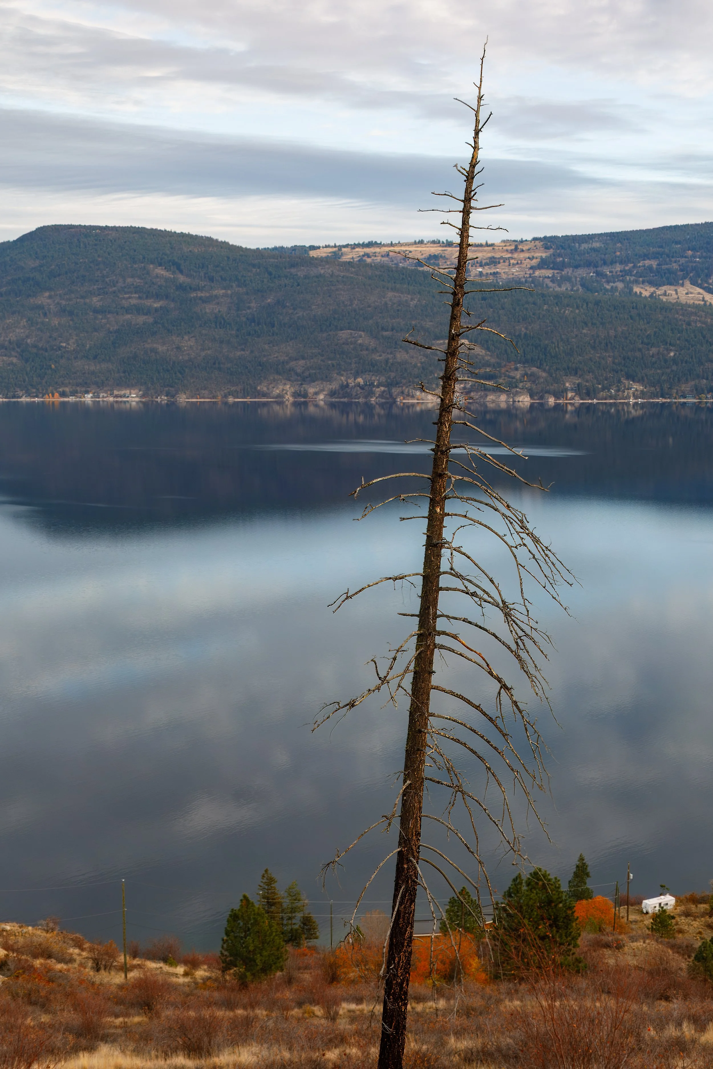  The contrast of that one standing tree in an otherwise barren forest 
