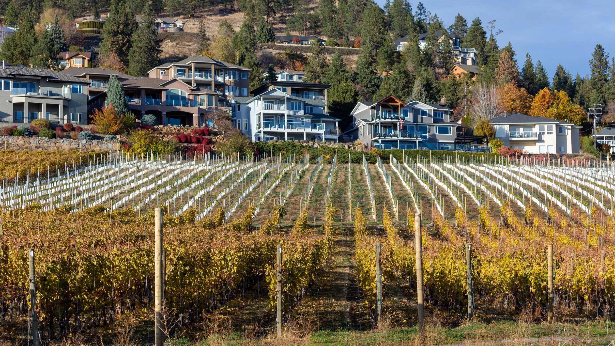  Visiting Quails Gate, the vineyard blends into the surrounding community 
