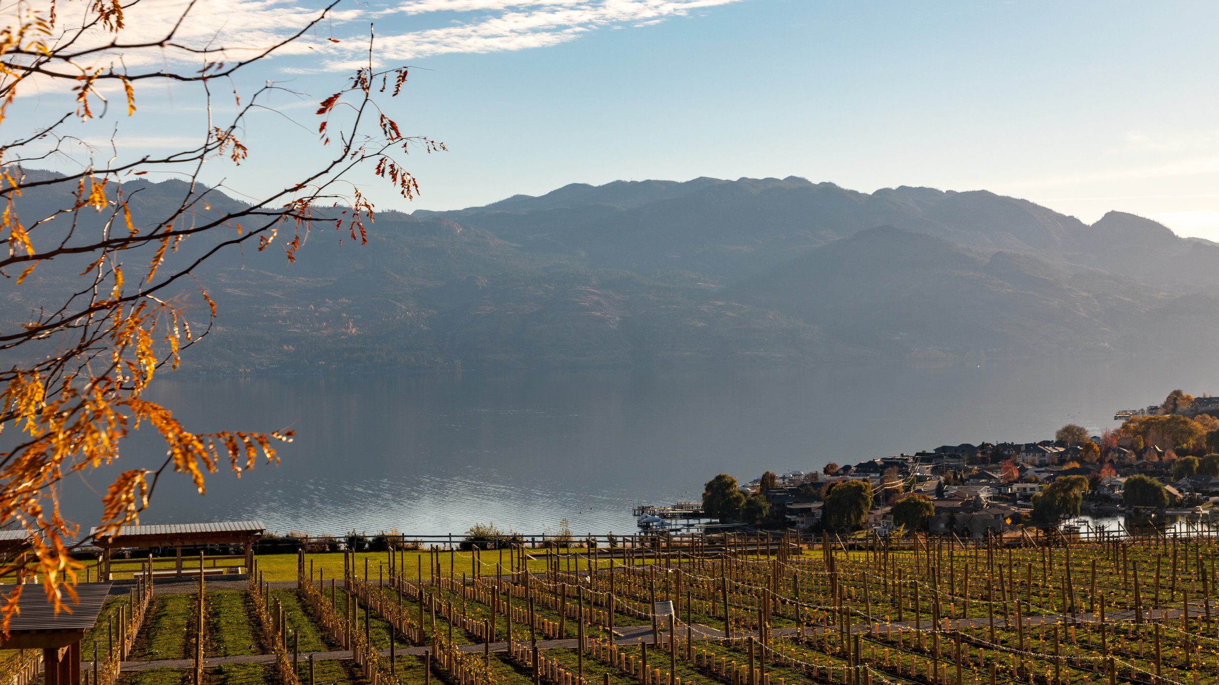  Better-framed vineyards leading down to Okanagan Lake 