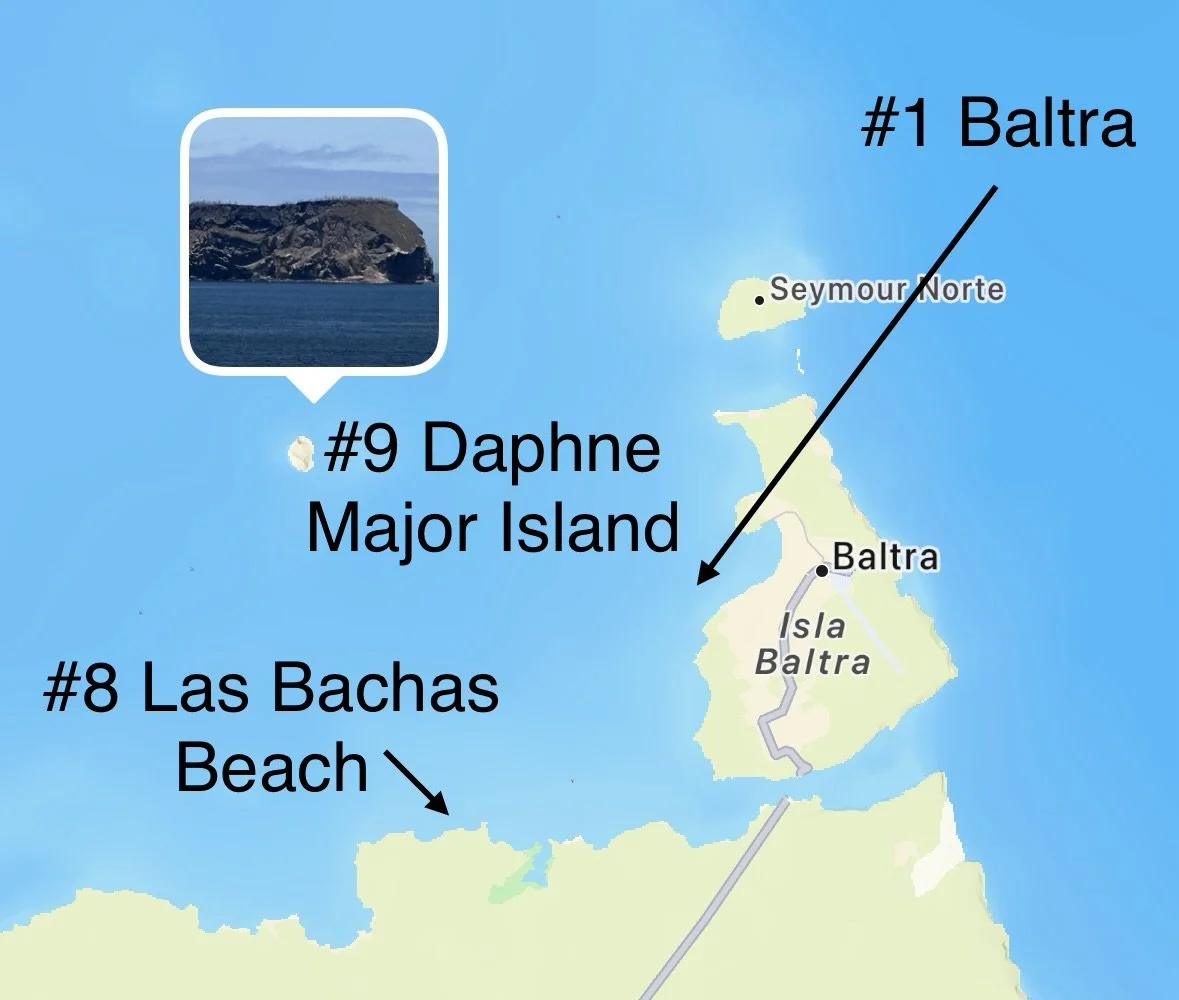  With a very short distances of travel after lunch the boat navigates around nearby Daphne Major Island 