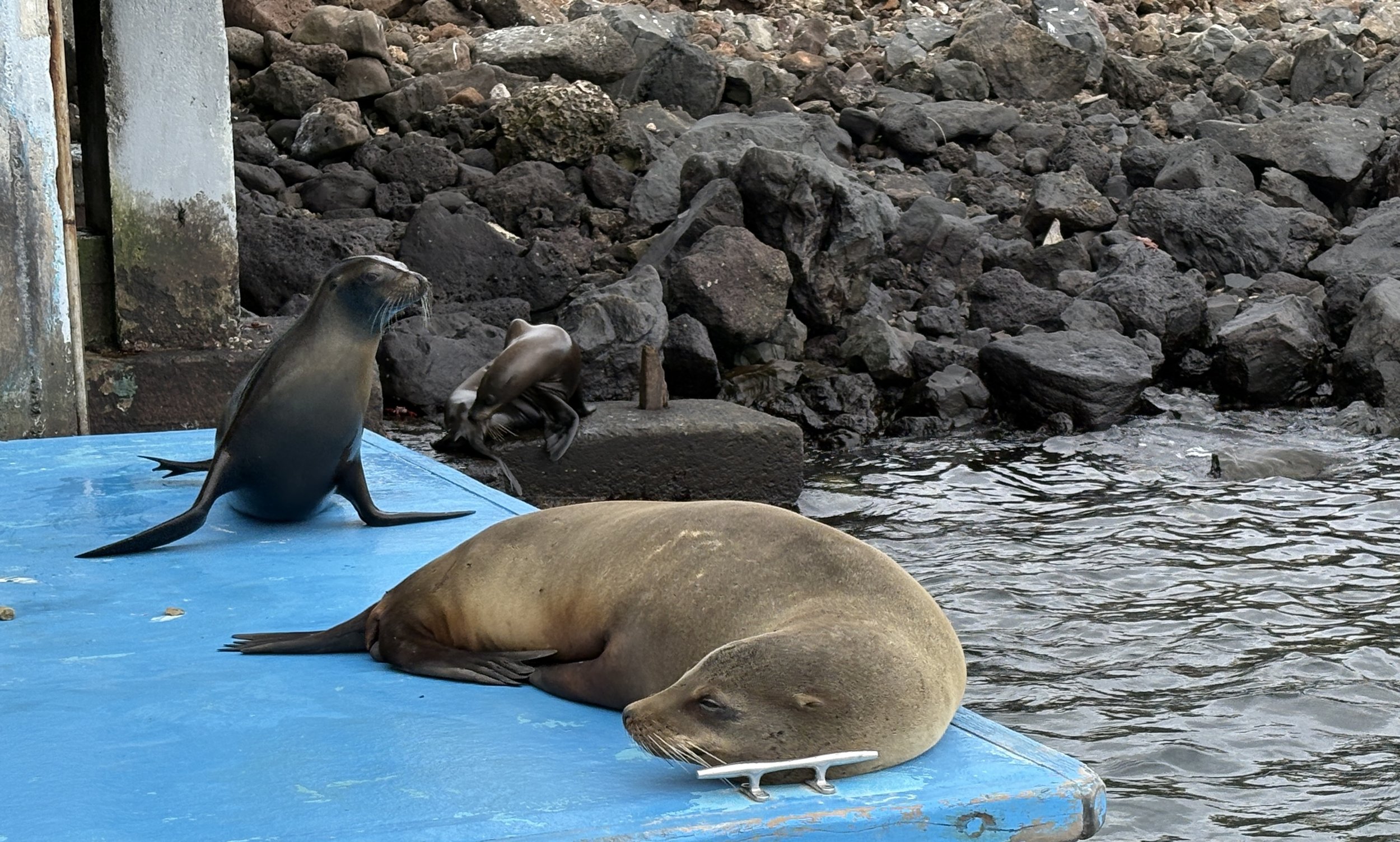  Galapagos Sealion greats us on the pier at Baltra 