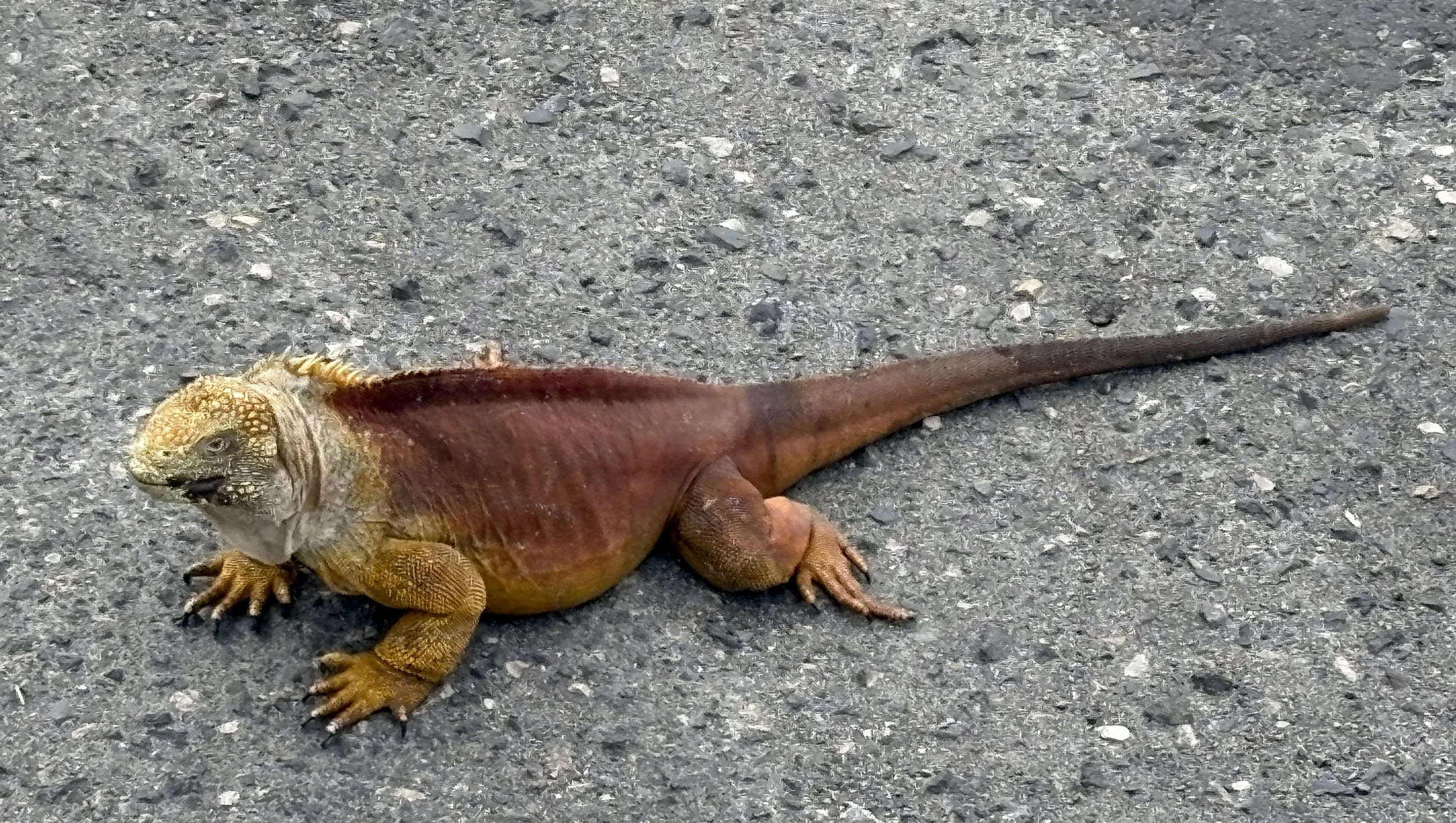  And a final land iguana is hanging around just outside the airport terminal 