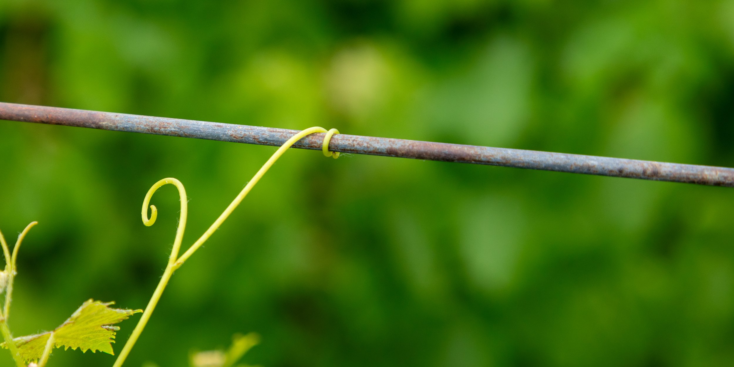  A grapevine grabbing onto stabilizing wires as it matures 