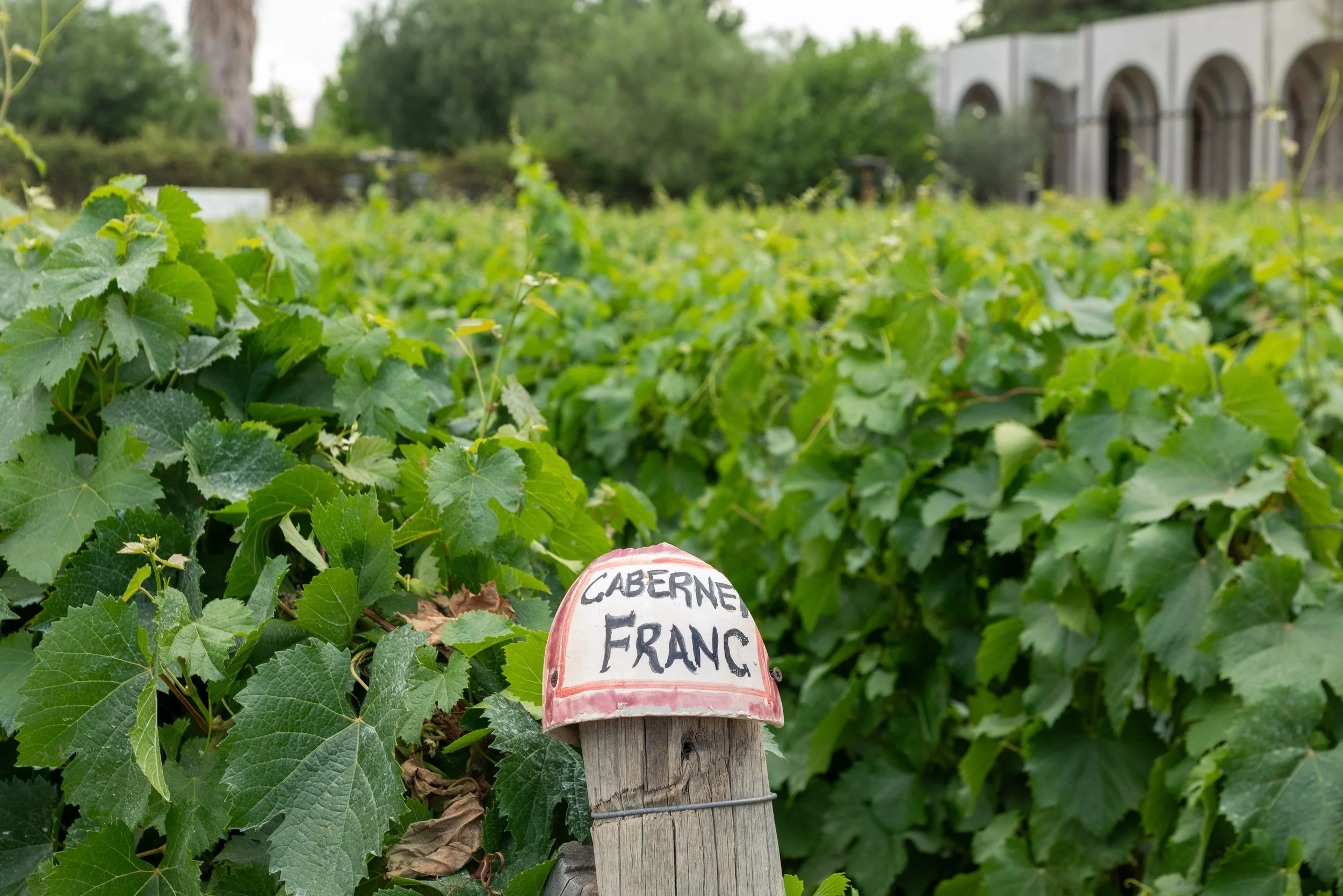  Touring the vineyard’s varietals  