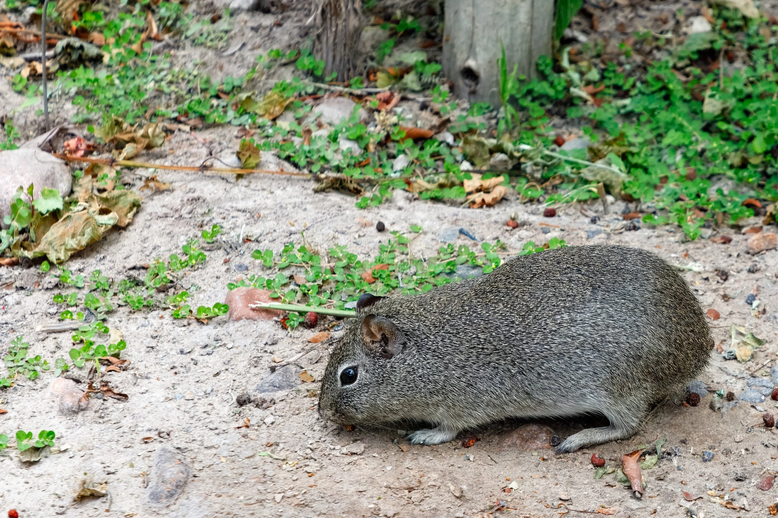  On our way back to the car we found a guinea pig in the wild 