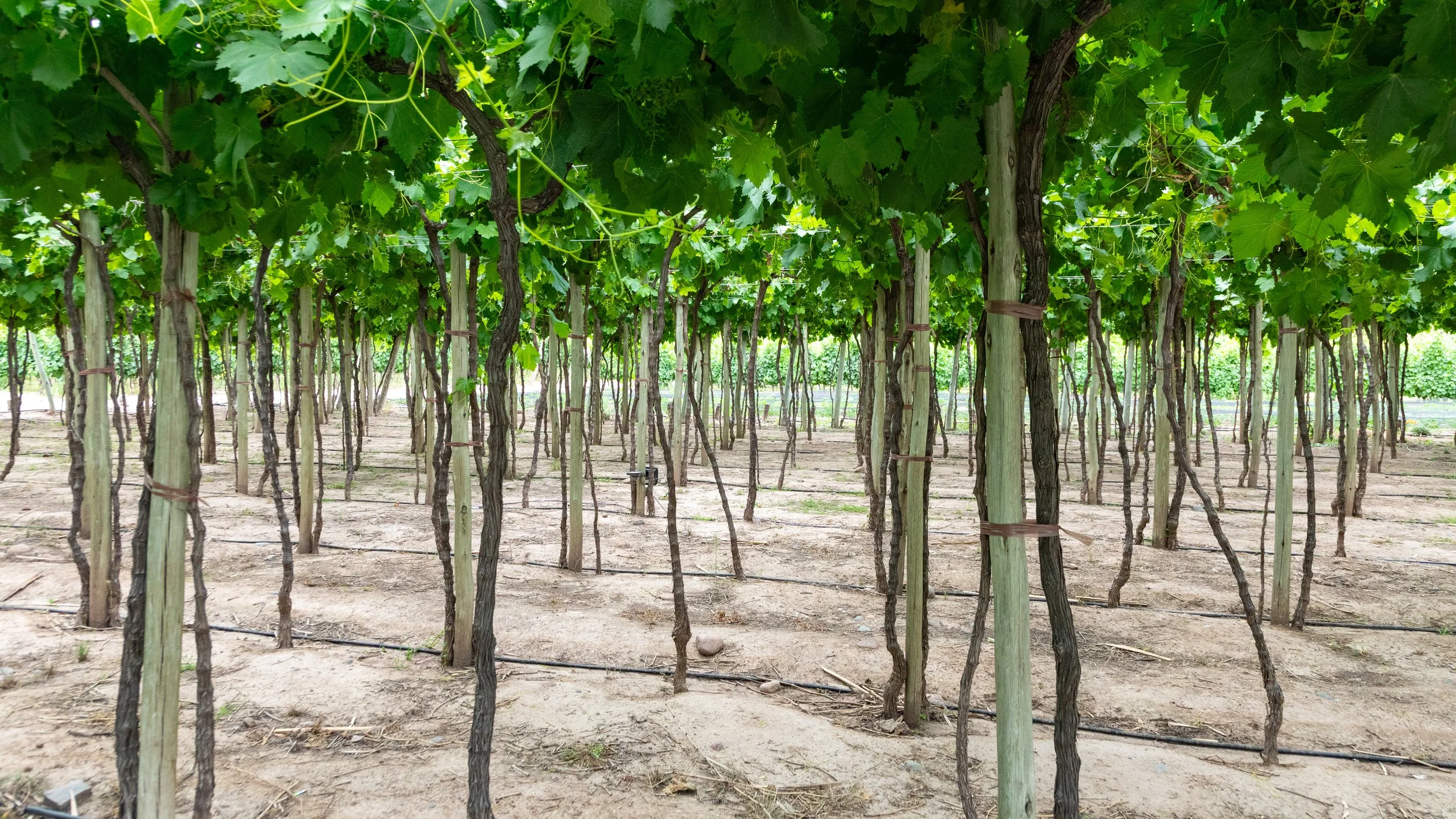  The well-maintained vines form a canopy of grape leaves 